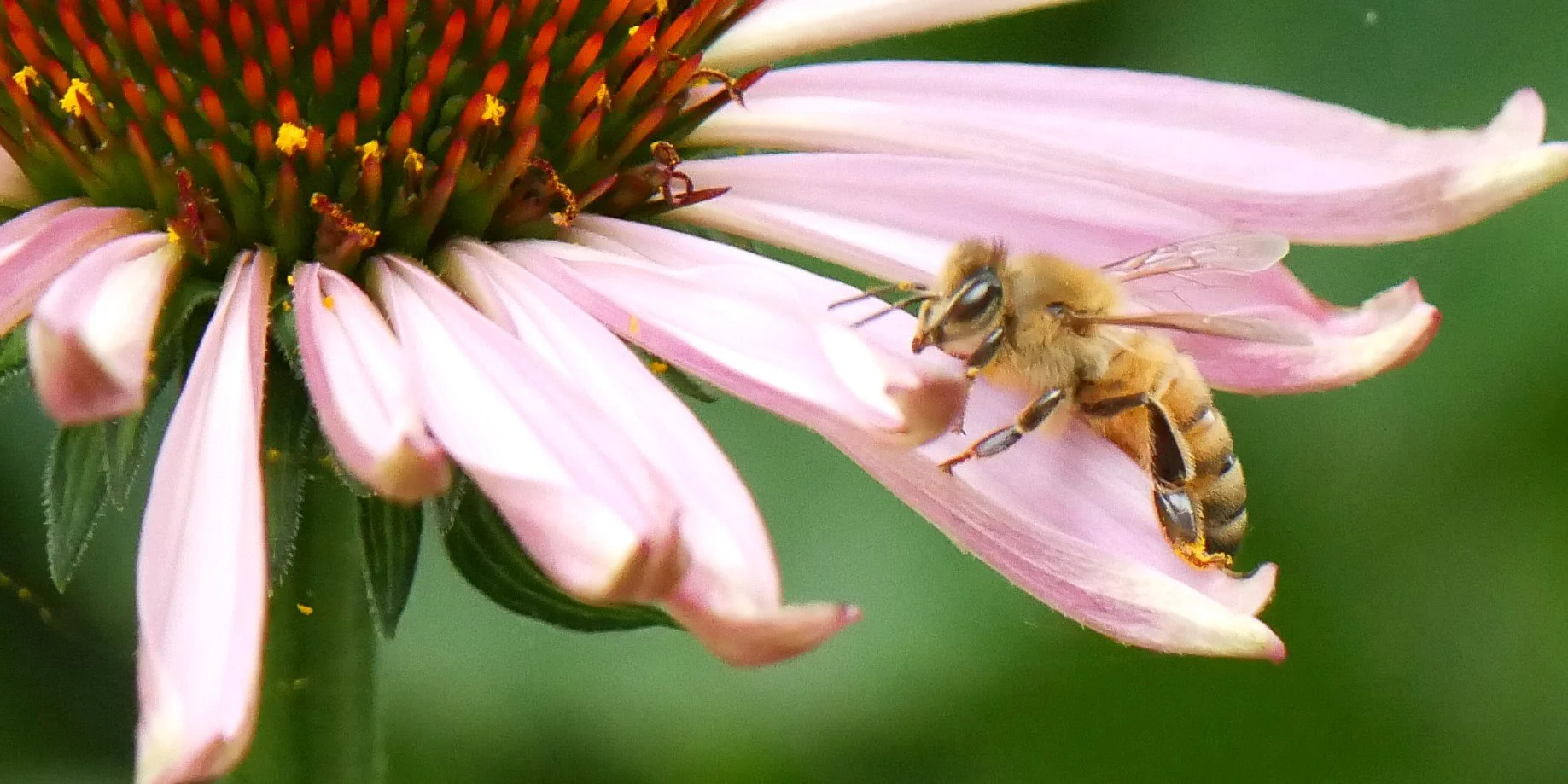 Bee - Nord Holland - 2026