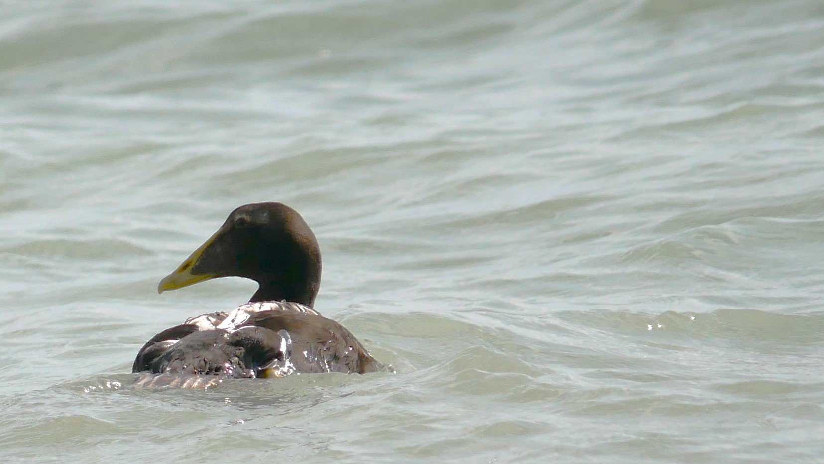 Common Eider 1 - Møn - 2026