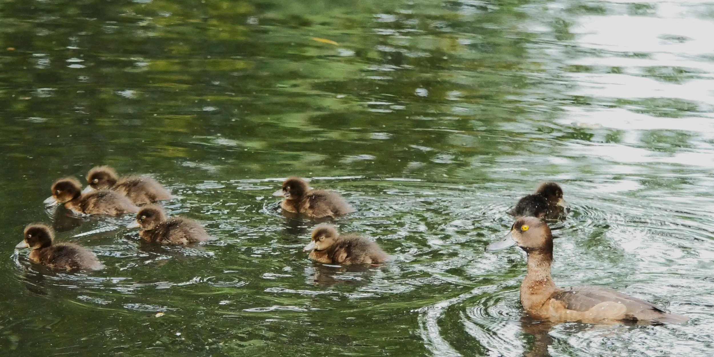 Tufted duck - Nord Holland - 2026