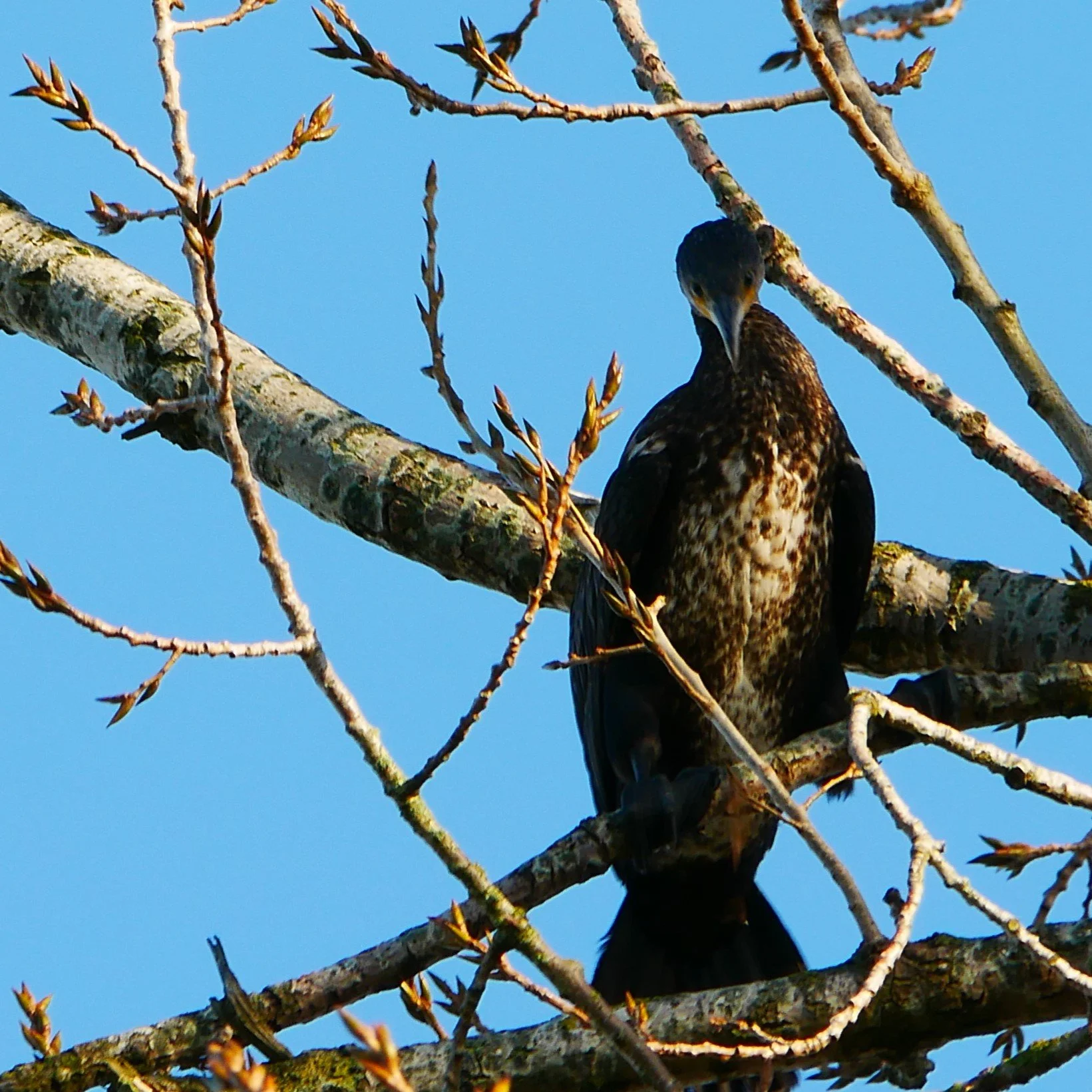 Cormoran - North Holland