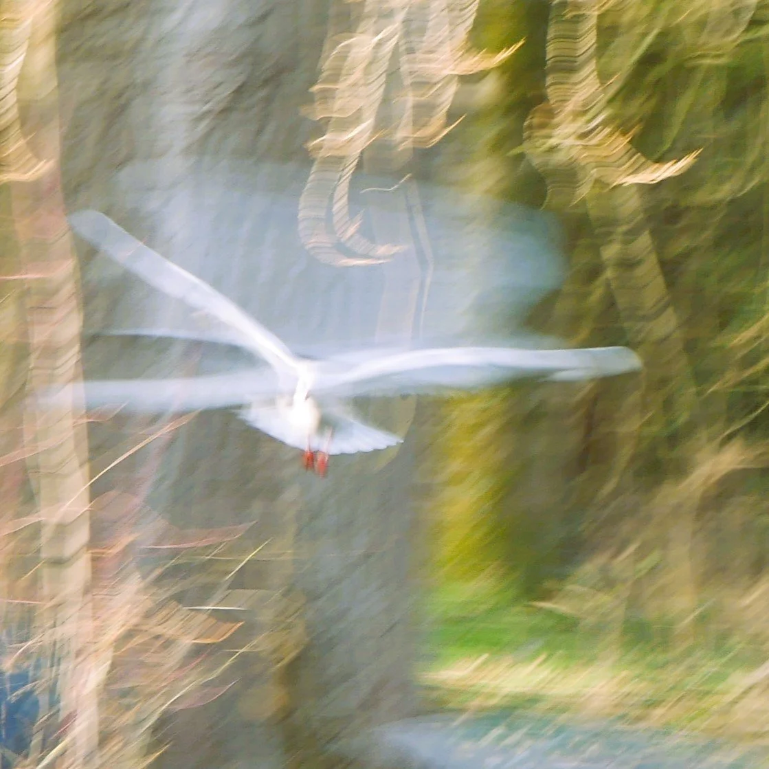Black-headed gull, like ghosts - North-Holland