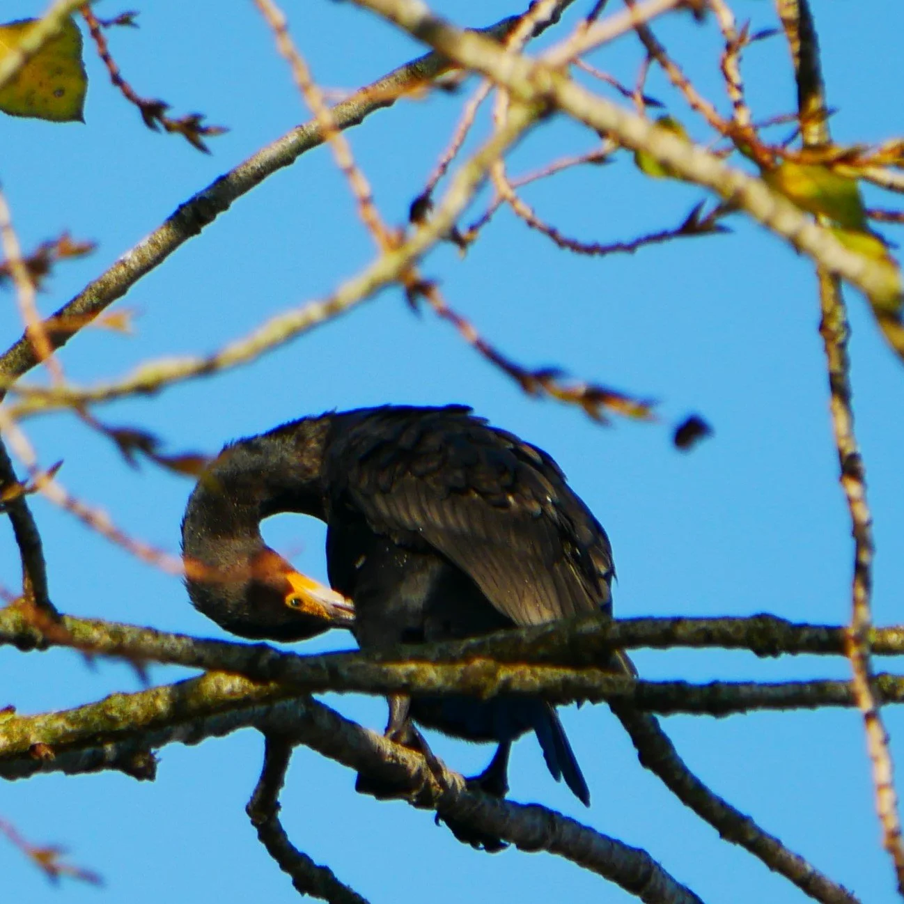 Cormoran - North Holland