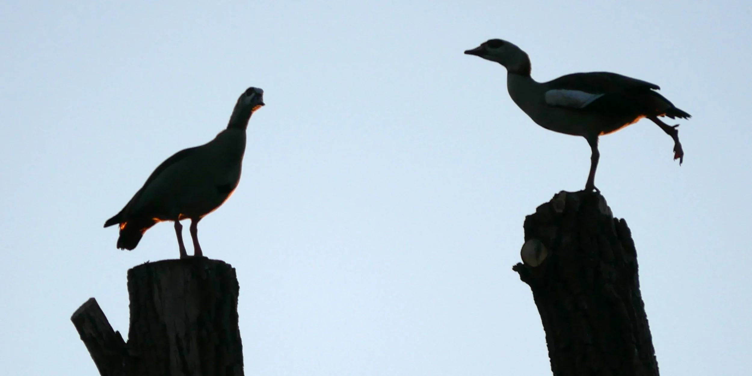 Egyptian Geese - Noord Holland