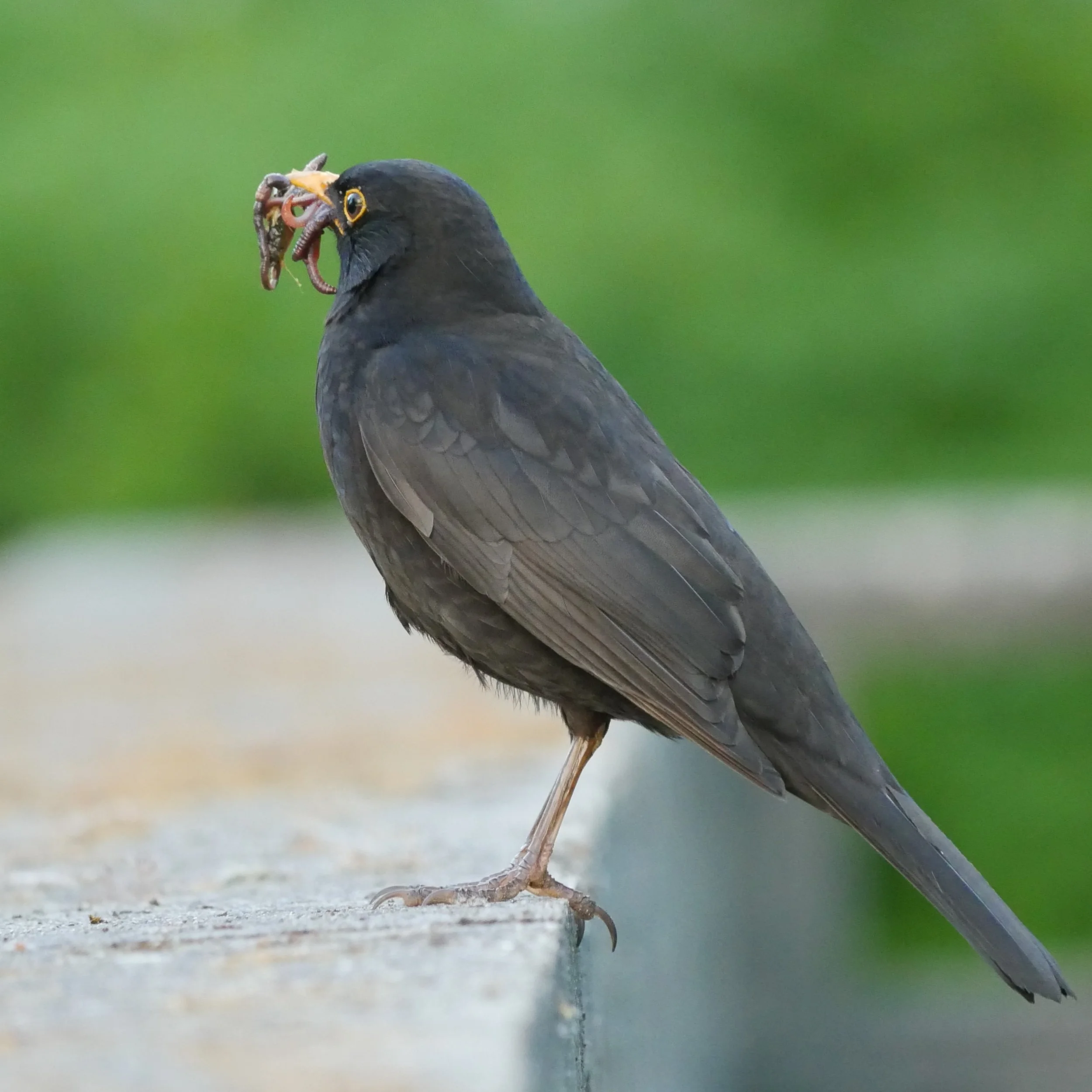 Busy parent for greedy kids