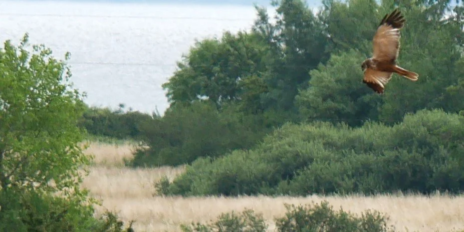 Western marsh harrier
juvenile ? - Baltic sea - 2026