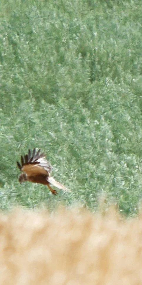 Western marsh harrier
juvenile ? - Baltic sea - 2026