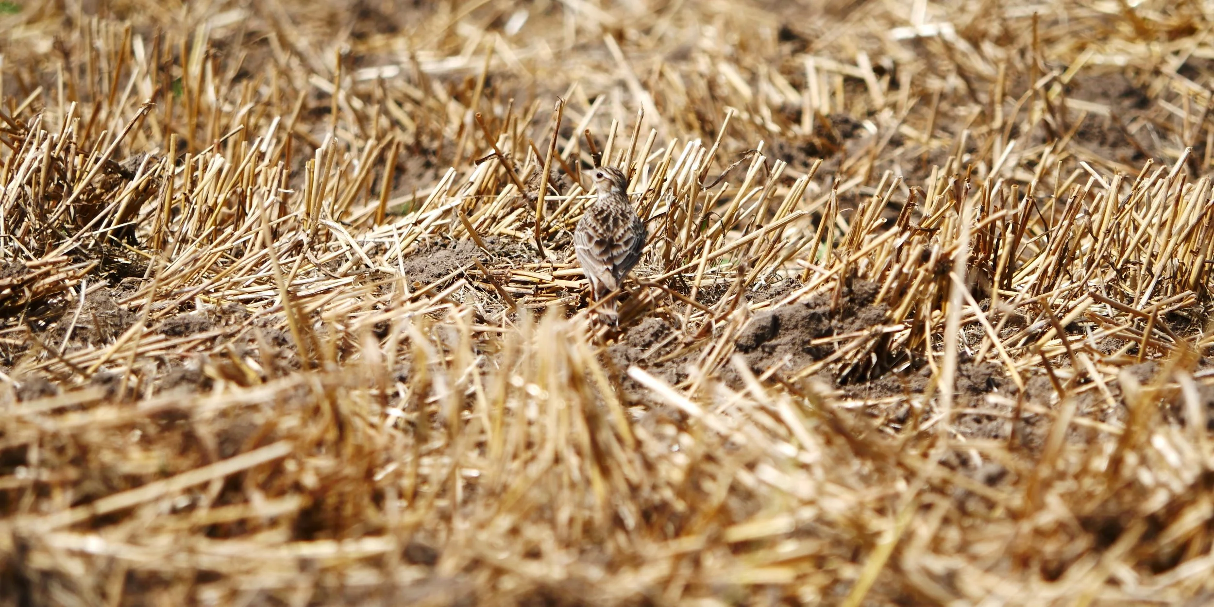 Talent for camouflage 1 - Woodlark - Baltic sea - 2026