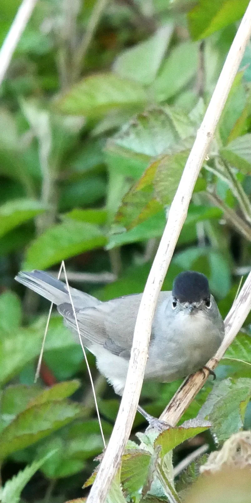 Blackcap - Noord Holland