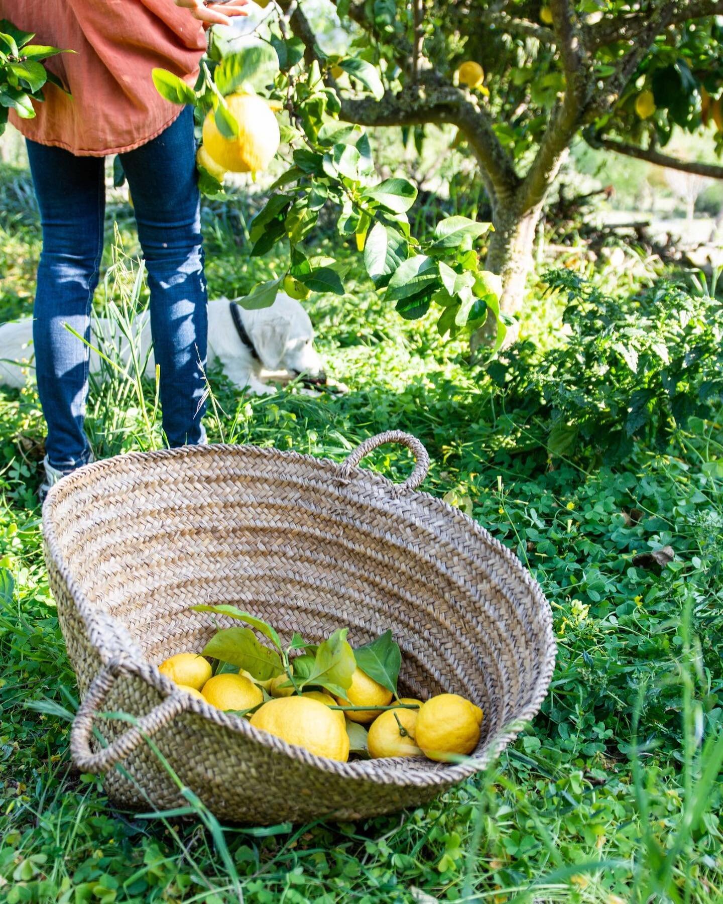 Fresh lemons and oranges from the Osa Verde 🧡🍋🌿🍊☀️

@chevalierstudio 
#freshlemons #osamajormallorca #yogaretreatsmallorca #farmtotabledinner #farmtotablemallorca #vegetarianmallorca