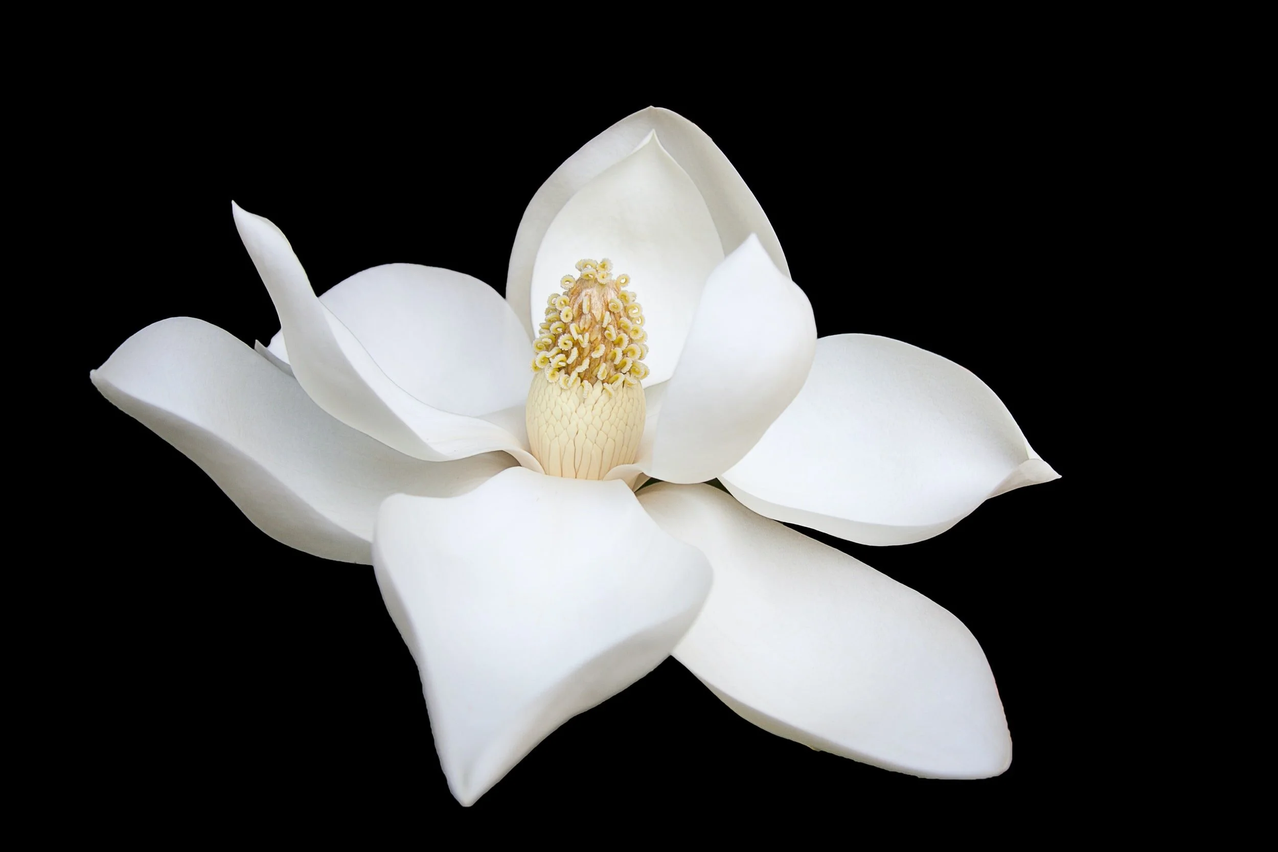 Magnolia Acupuncture: Integrative & Herbal Medicine