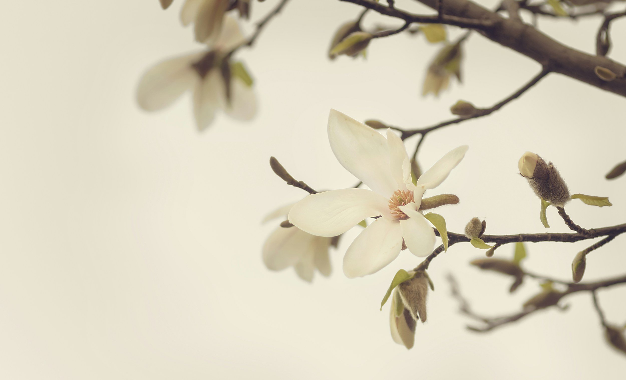A branch with blooming white flowers and closed buds against a neutral background.
