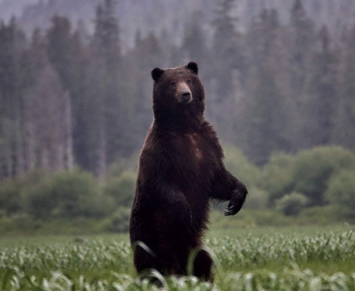 Episode 490 - Tongass Forest Plan