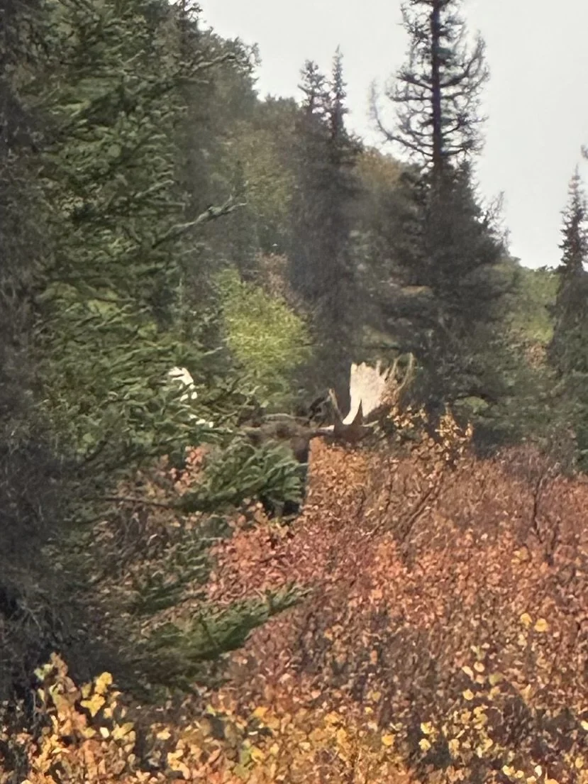 Episode 467 - Moose gear and deer