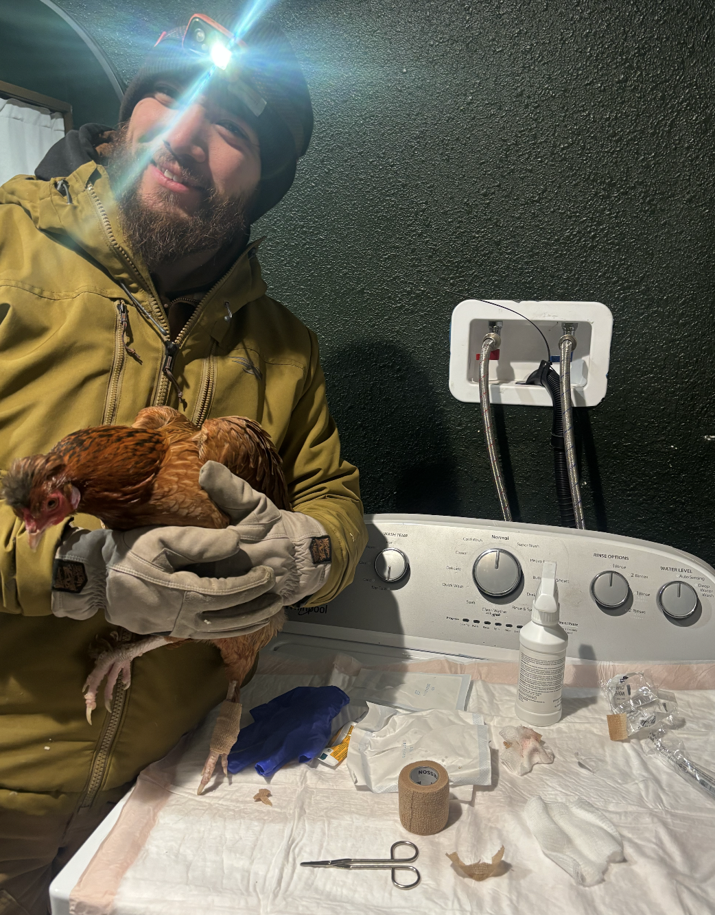 Episode 484 - Moose, chickens and writing