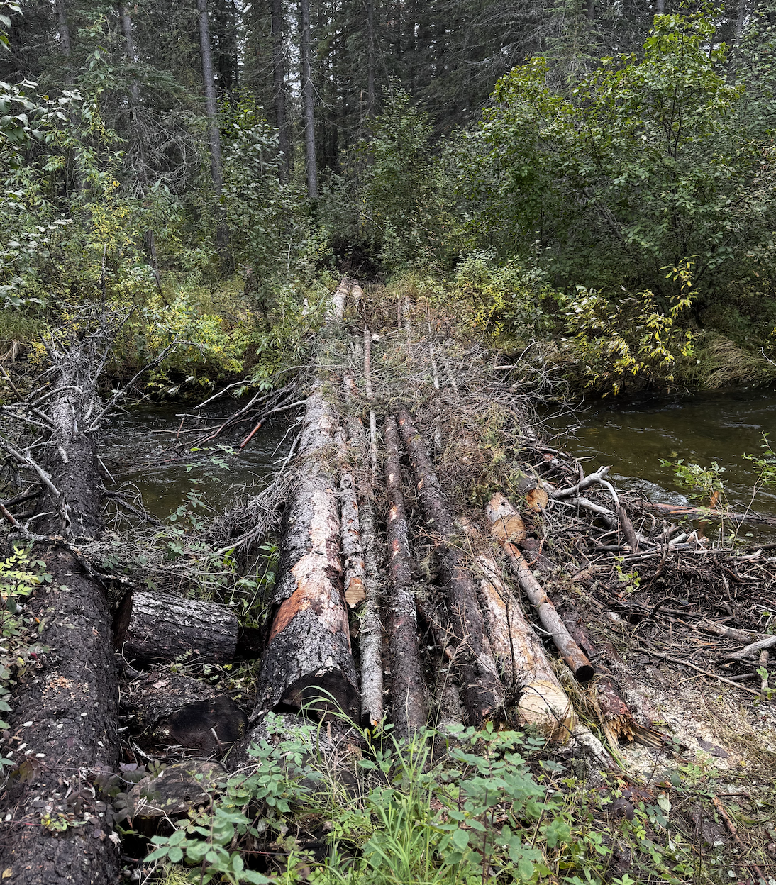 Episode 469 - Moose and bison