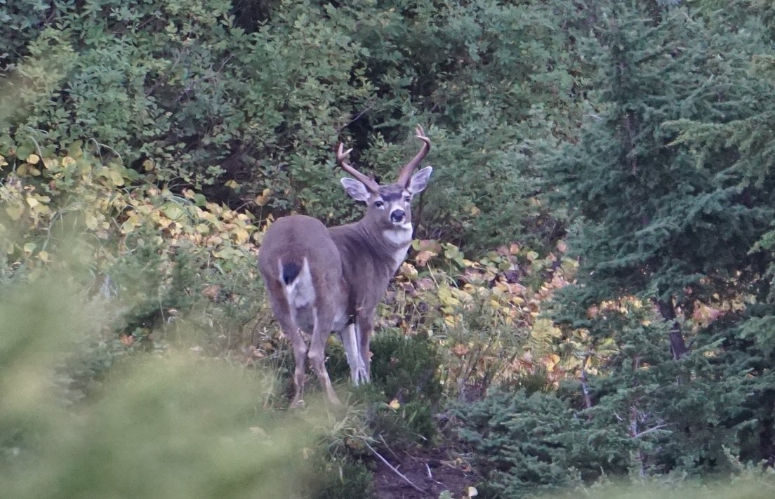 Episode 310 - When does rut start?