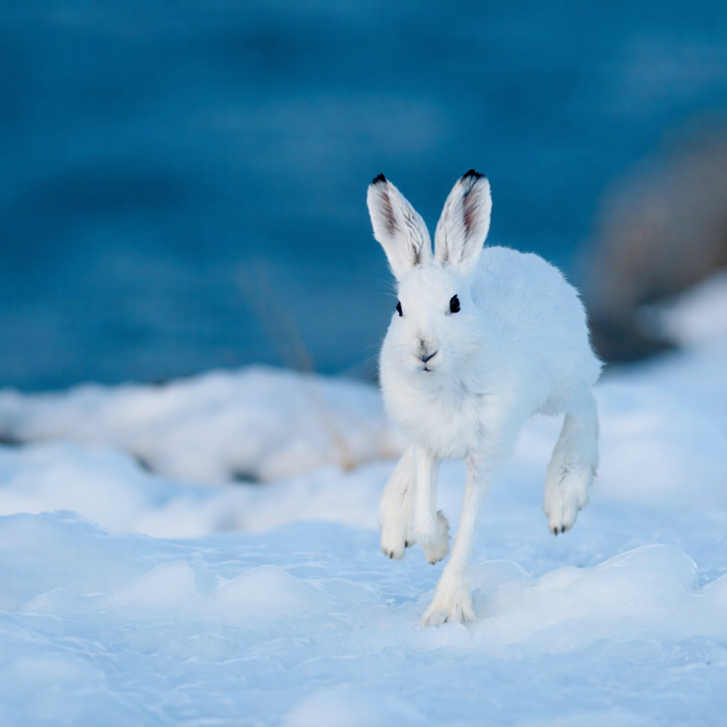 Premieliste ÅP og ÅP Elite vinter 2026