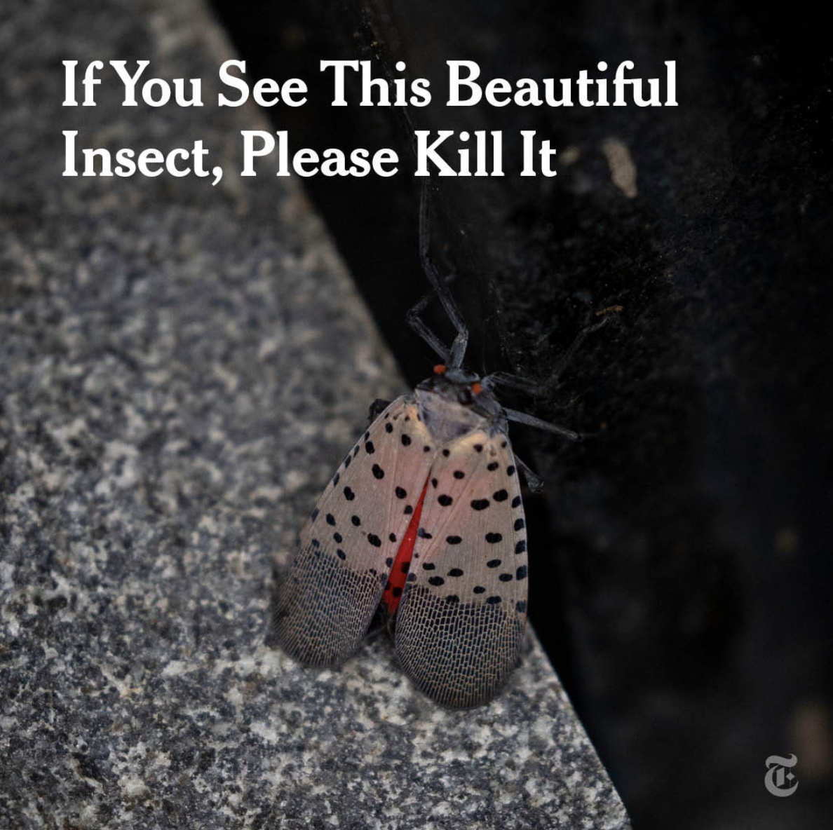 Screen Shot 2021-09-16 at 4.23.39 PM.png