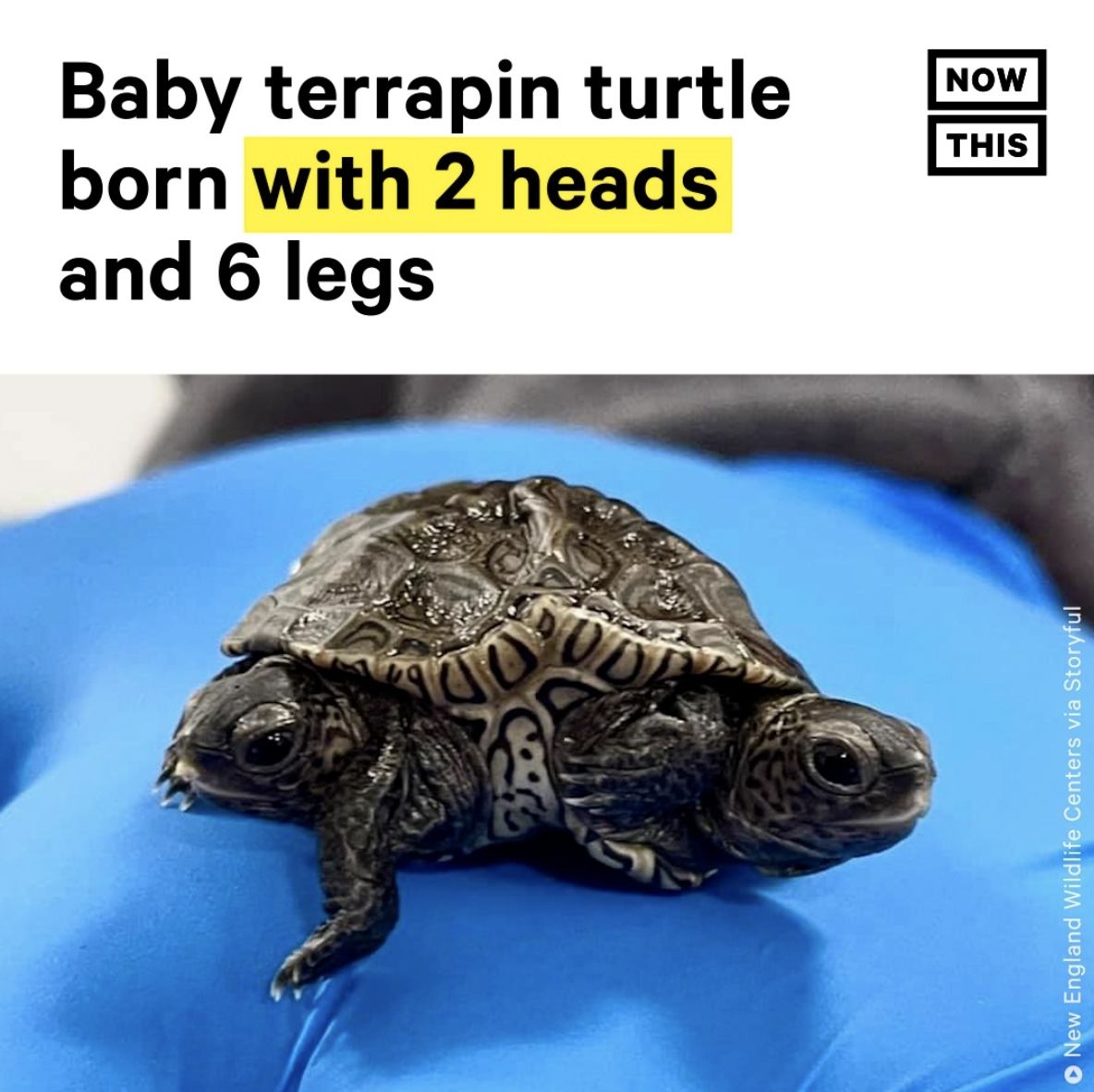 Screen Shot 2021-10-13 at 8.33.22 PM.png