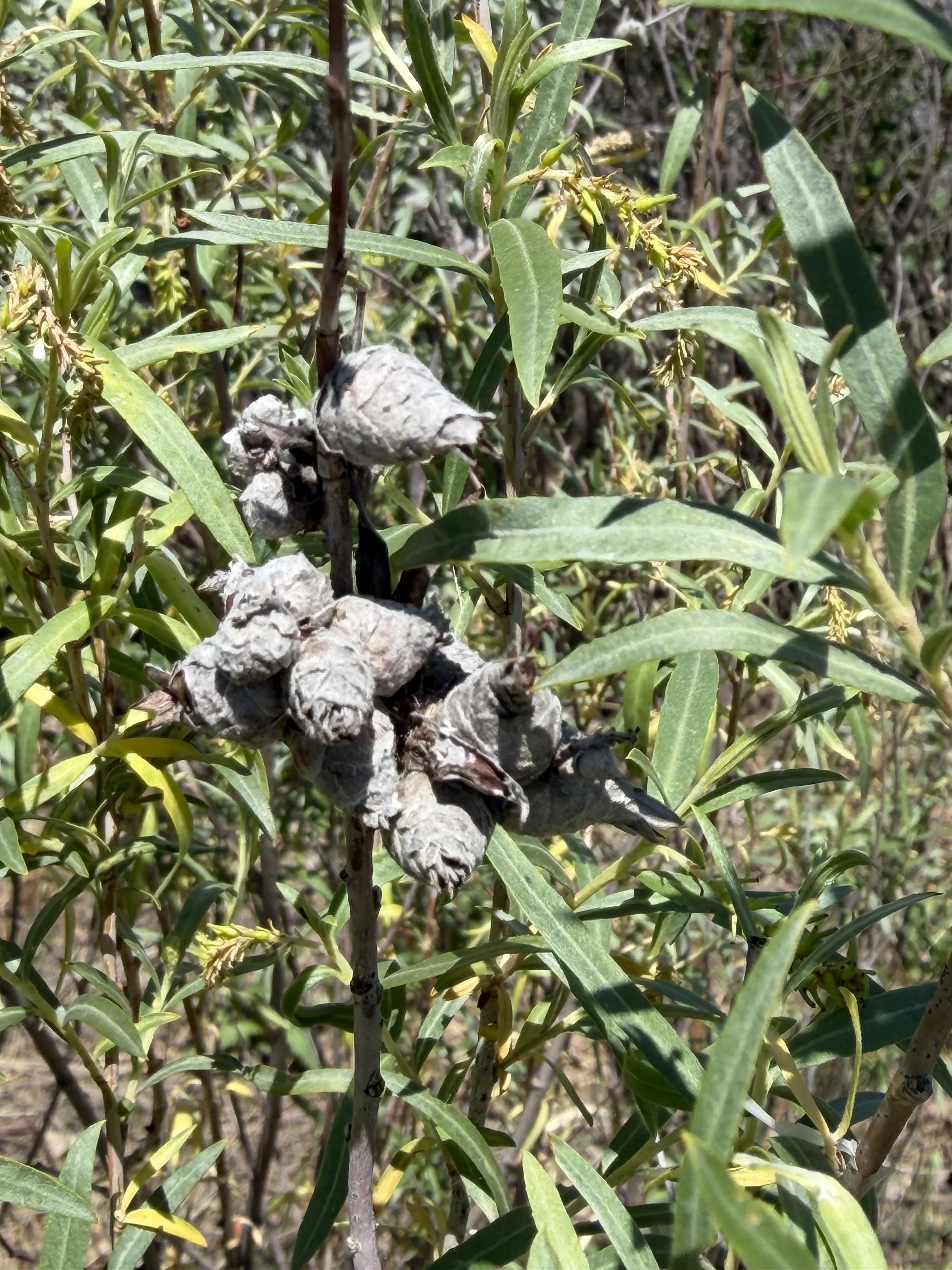 Amazing Galls and a Fire Book