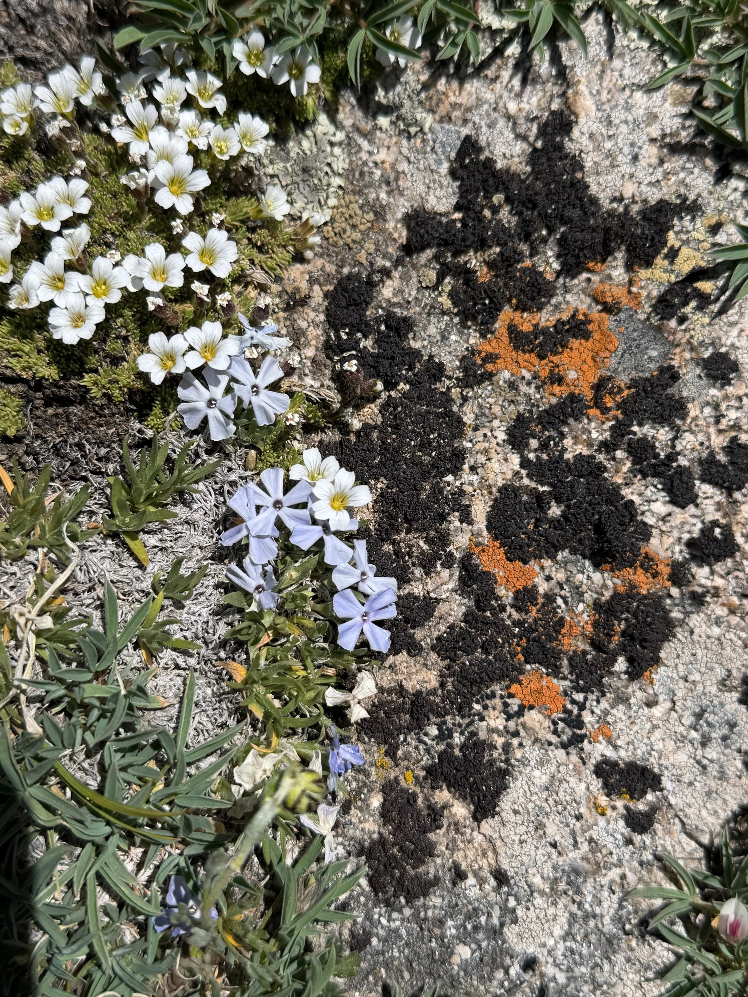alpine phlox and sandwort.jpeg
