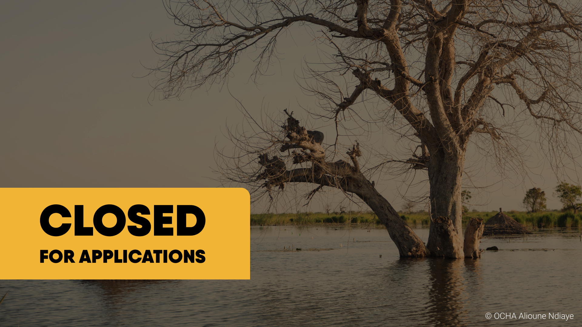 A large, leafless tree partially submerged in water, with a grassy landscape and a small hut in the background at sunset, overlaid with a yellow rectangle stating 'CLOSED FOR APPLICATIONS' in bold black letters.