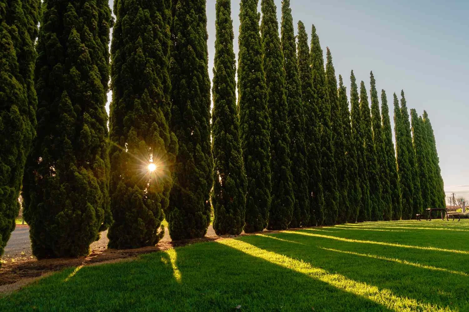 Top 5 Privacy Trees for Your Nashville Home
