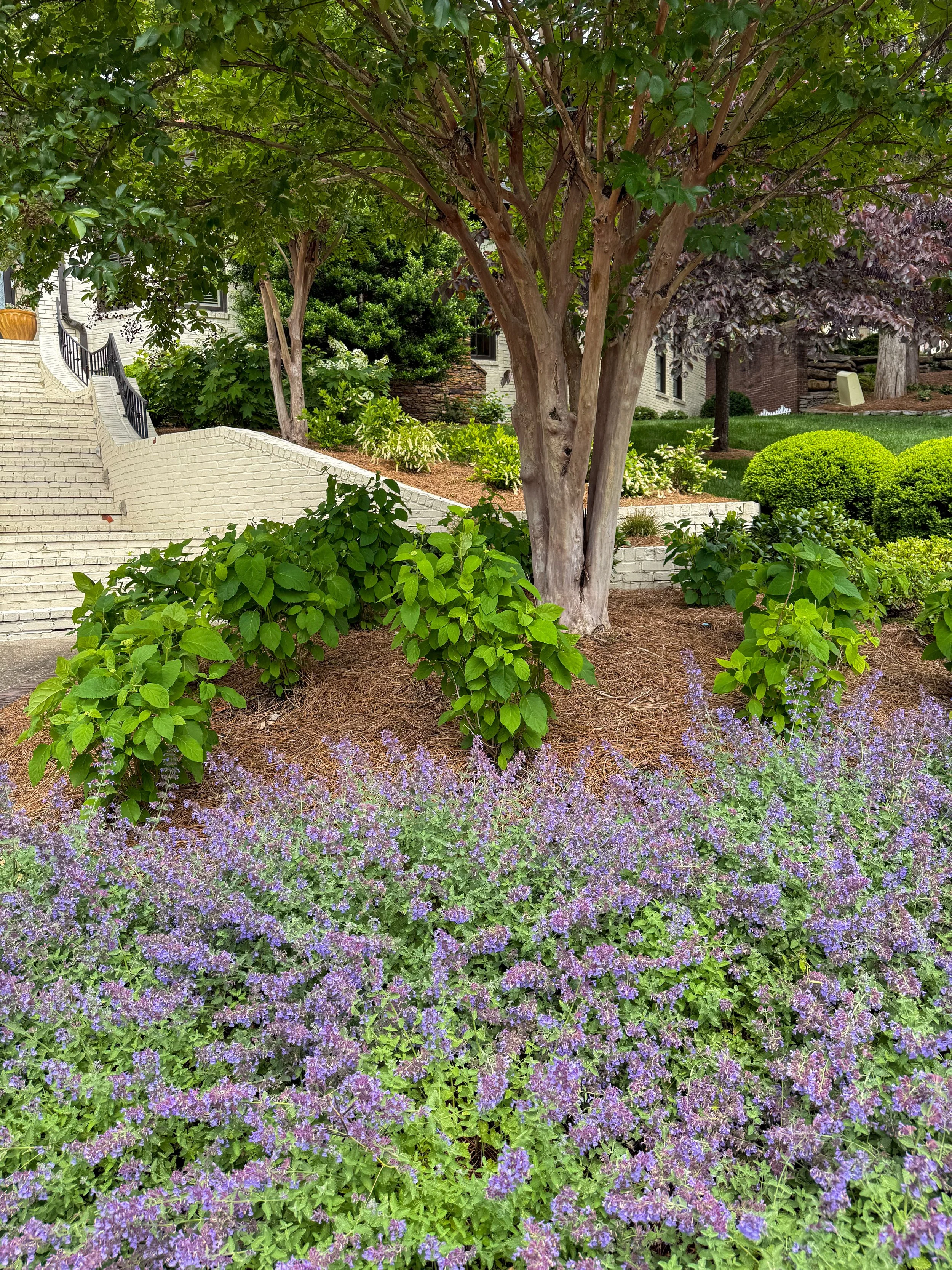 landscape lavendar brentwood, tn.jpg