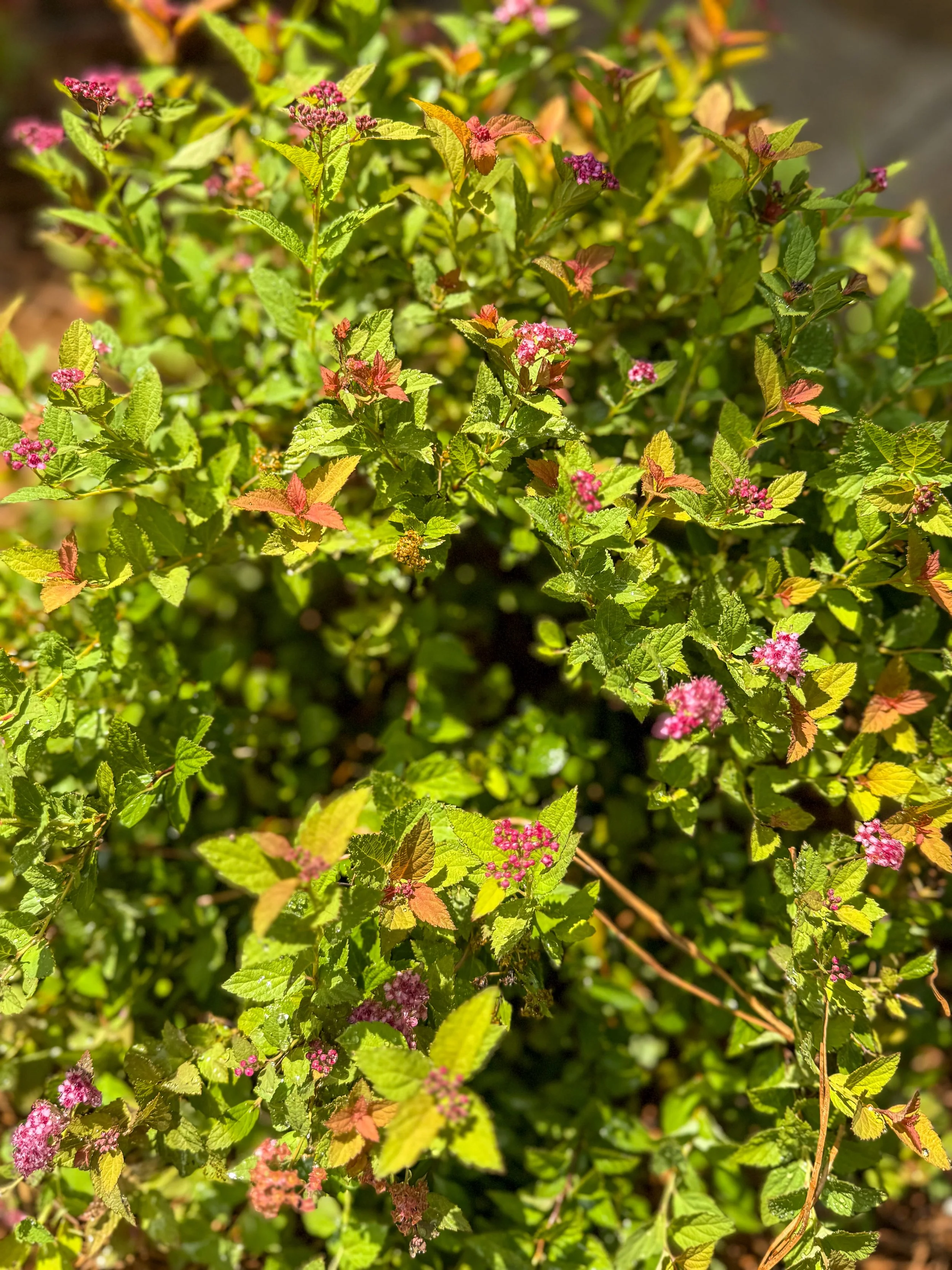 White Bluff Landscaping