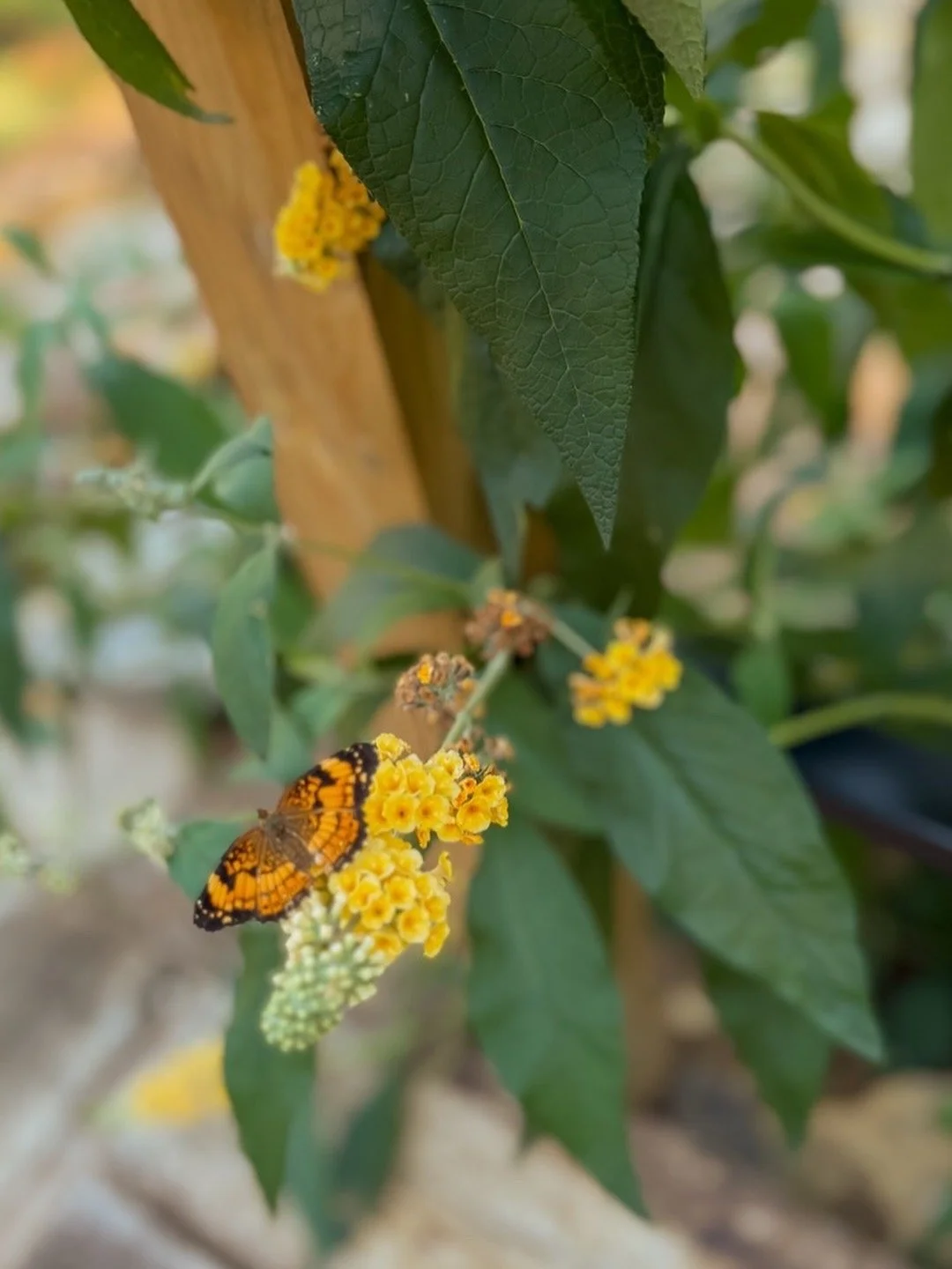 Kingston Springs Landscaping