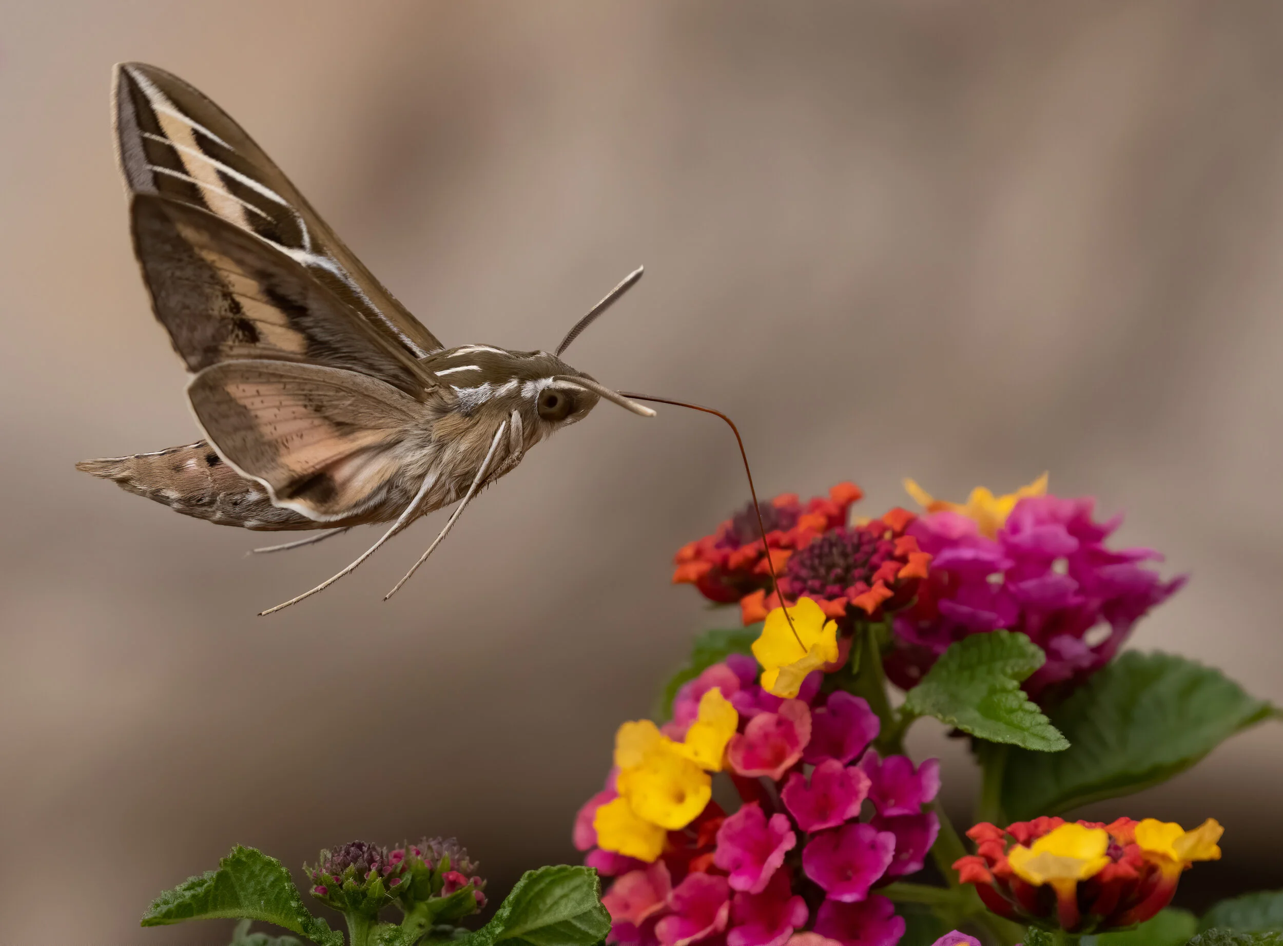 Sphinx Moth, aka Hummingbird Hawk-Moth