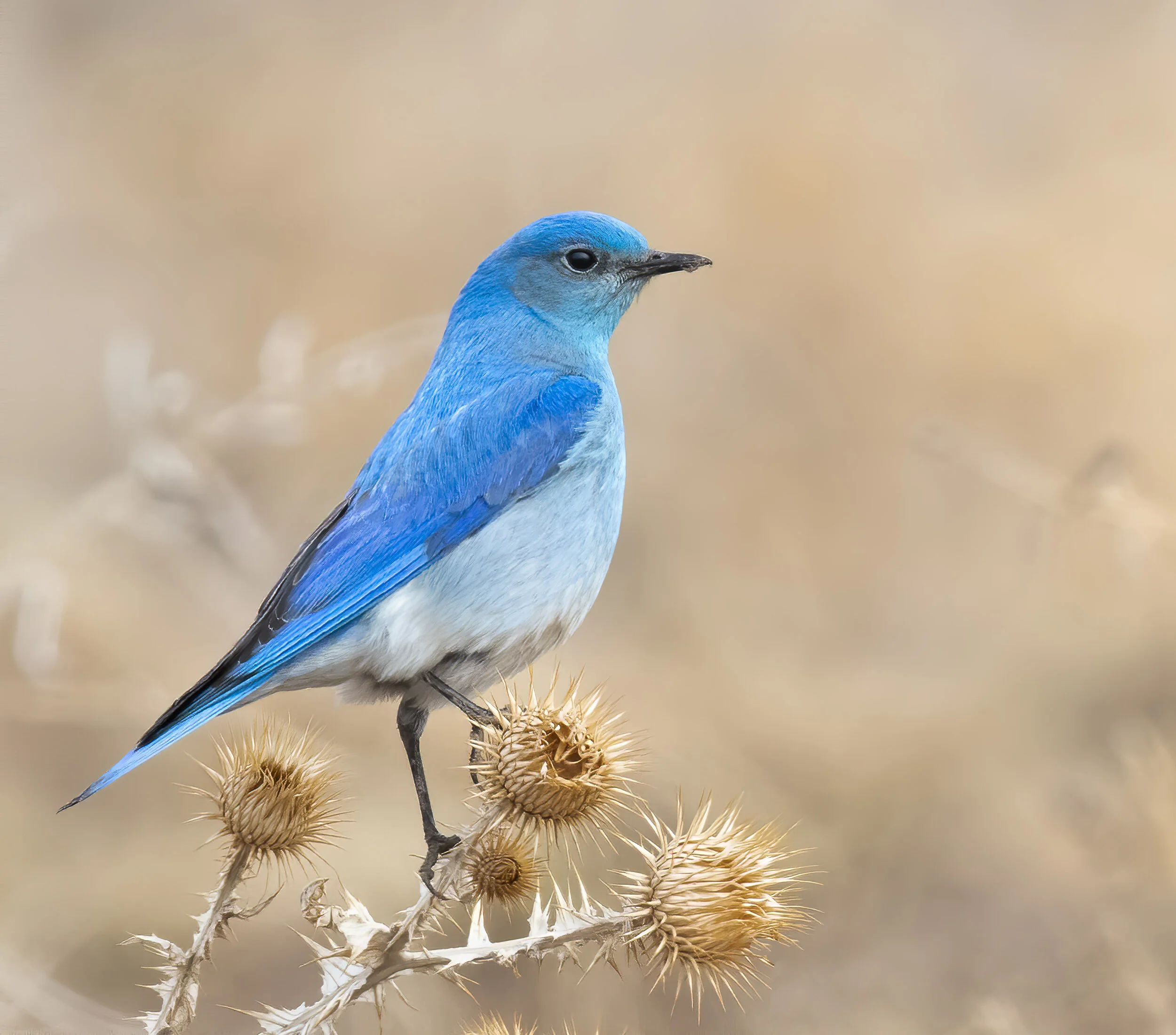 Mountain Bluebird