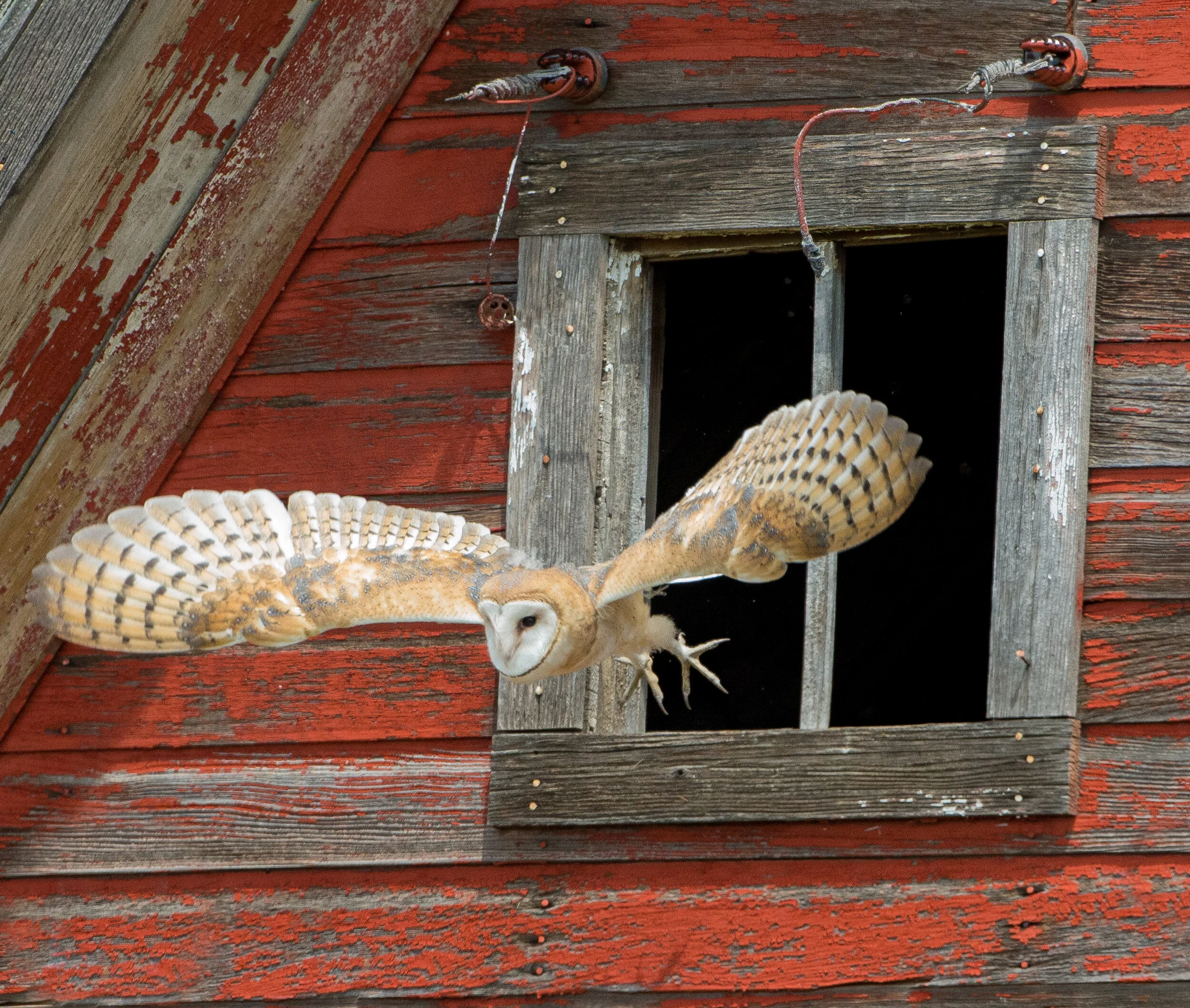 Barn Owl