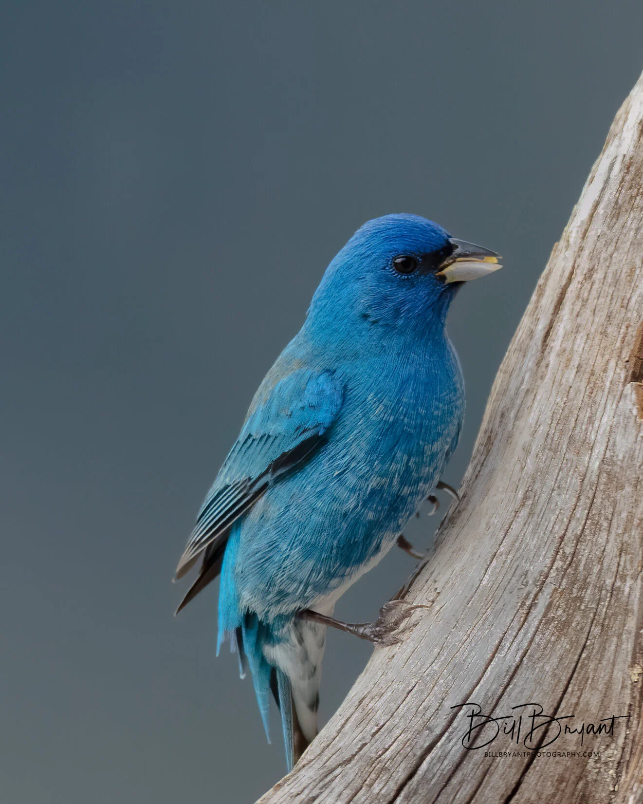 Indigo Bunting