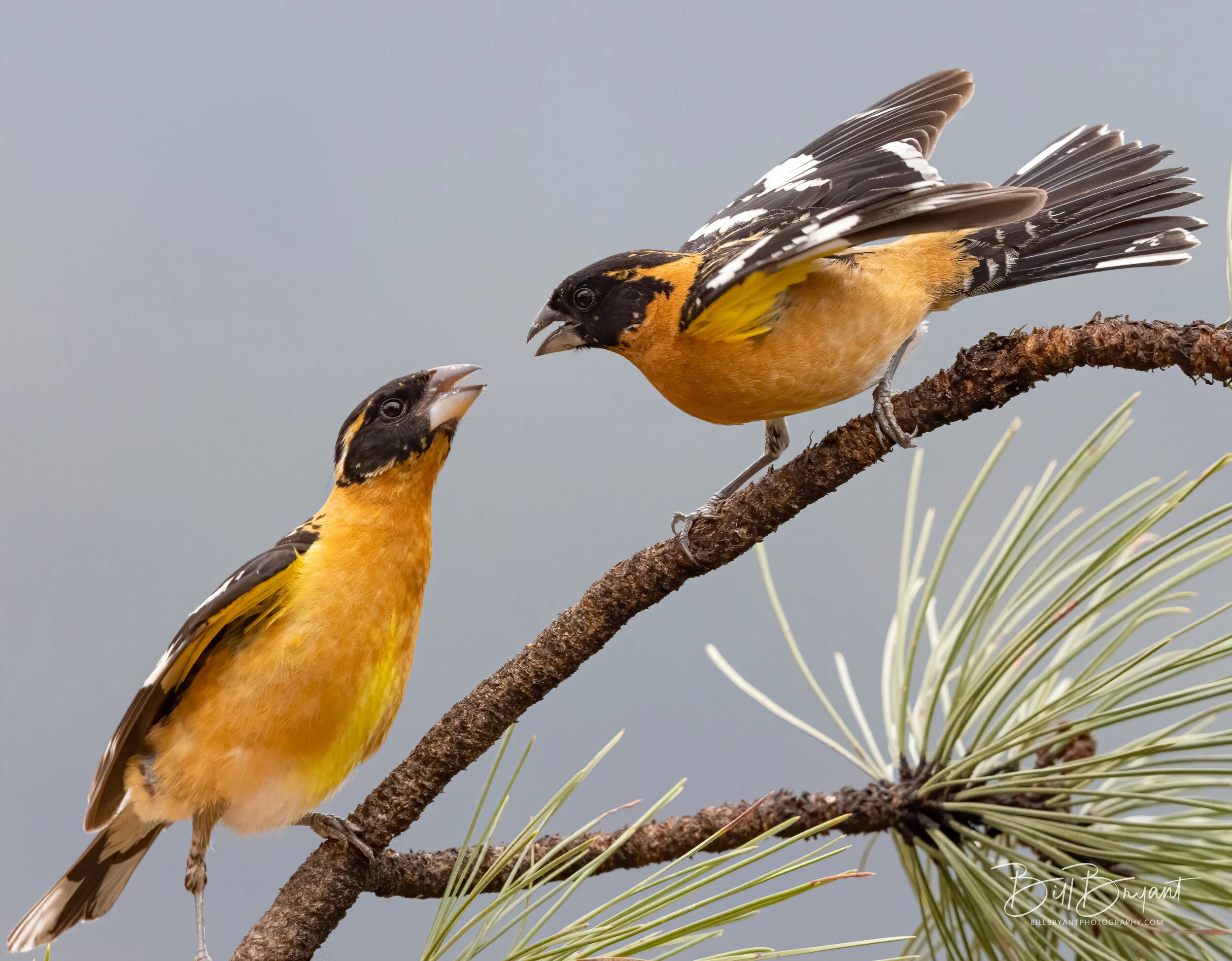 Black-headed Grosbeaks (Both Males)

