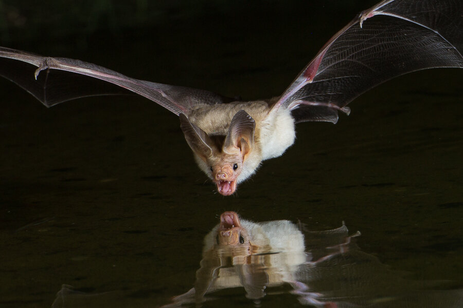 Pallid Bat