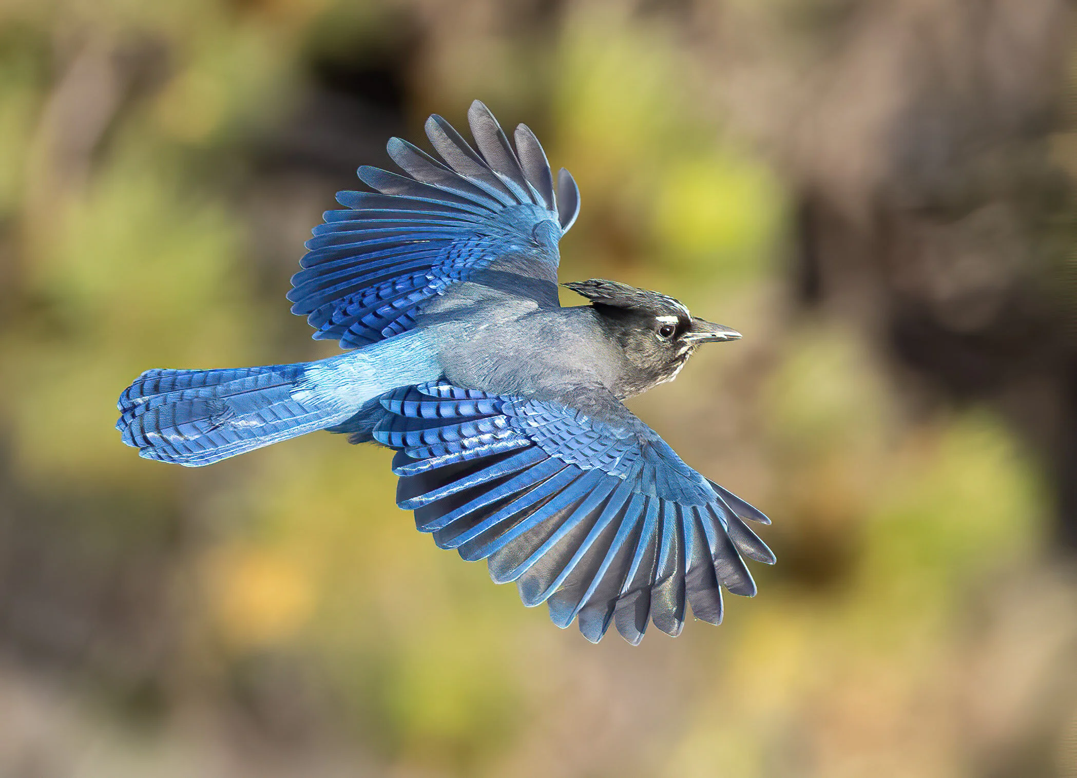 Steller's Jay in Flight