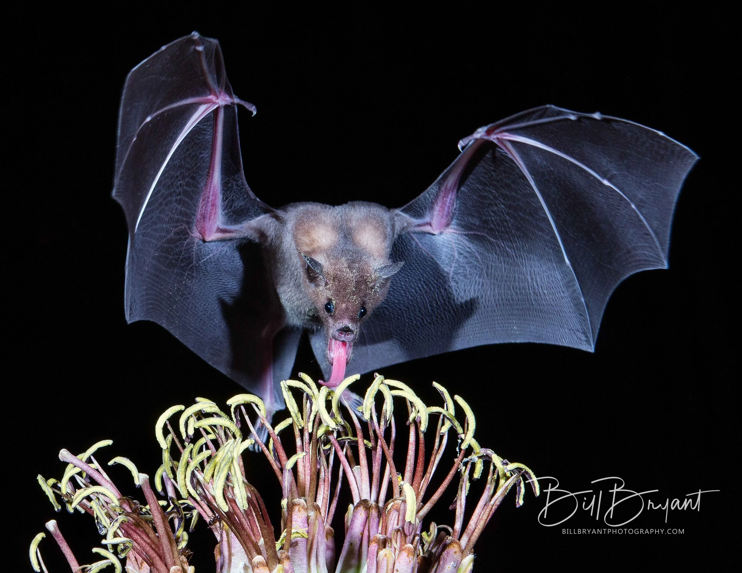Mexican Long-Tongued Bat