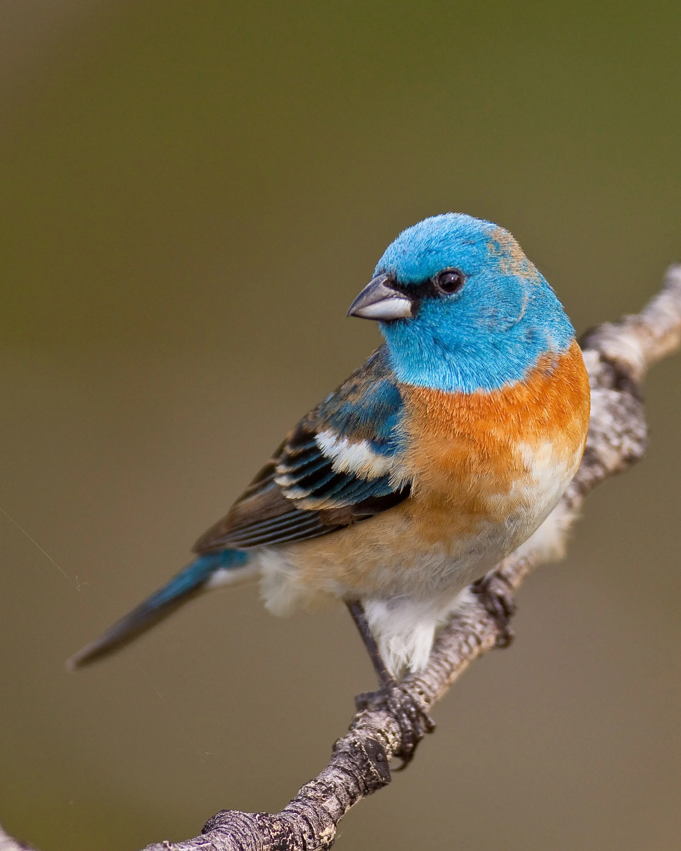 Lazuli Bunting
