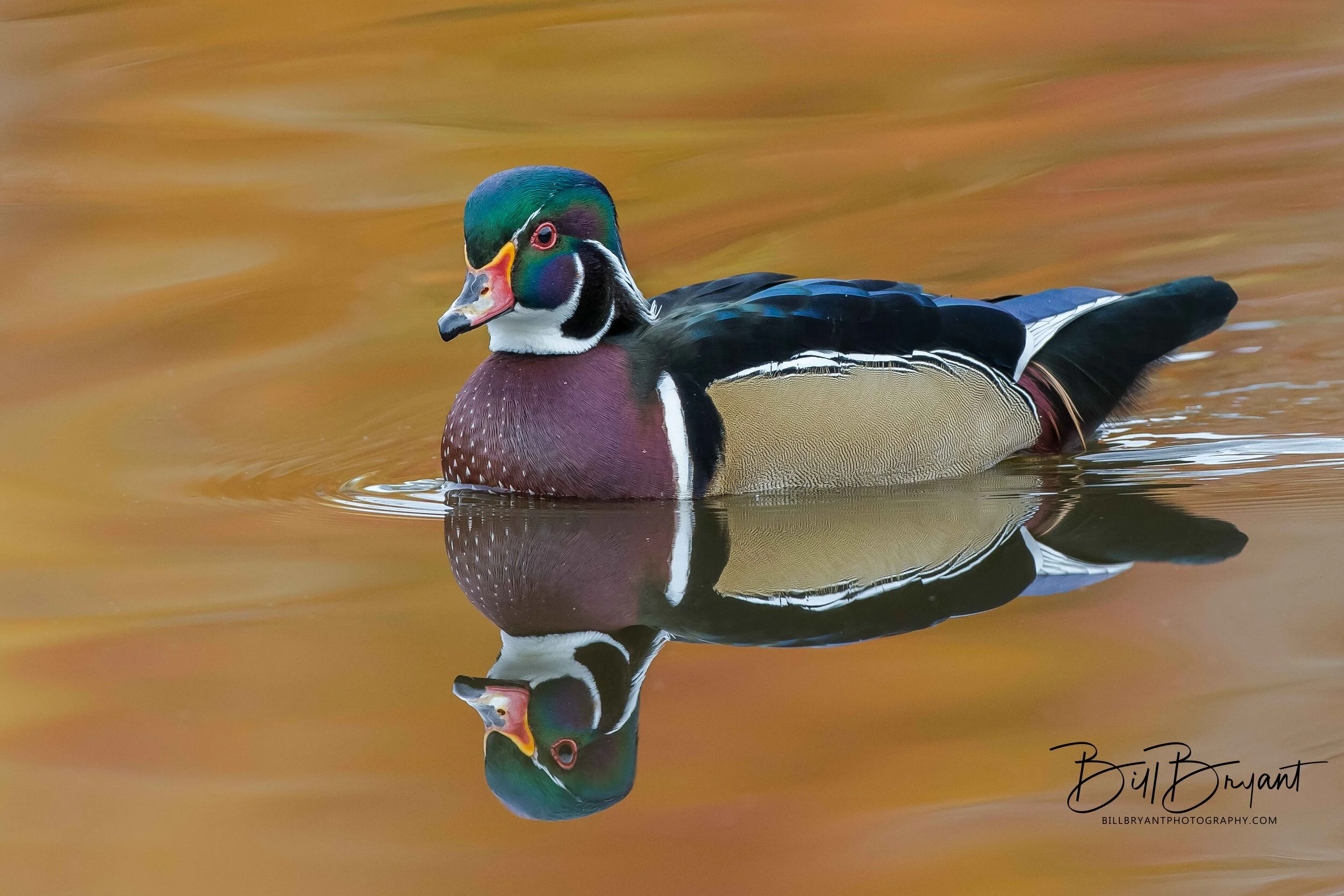 Wood Duck Male w/ Fall Reflections