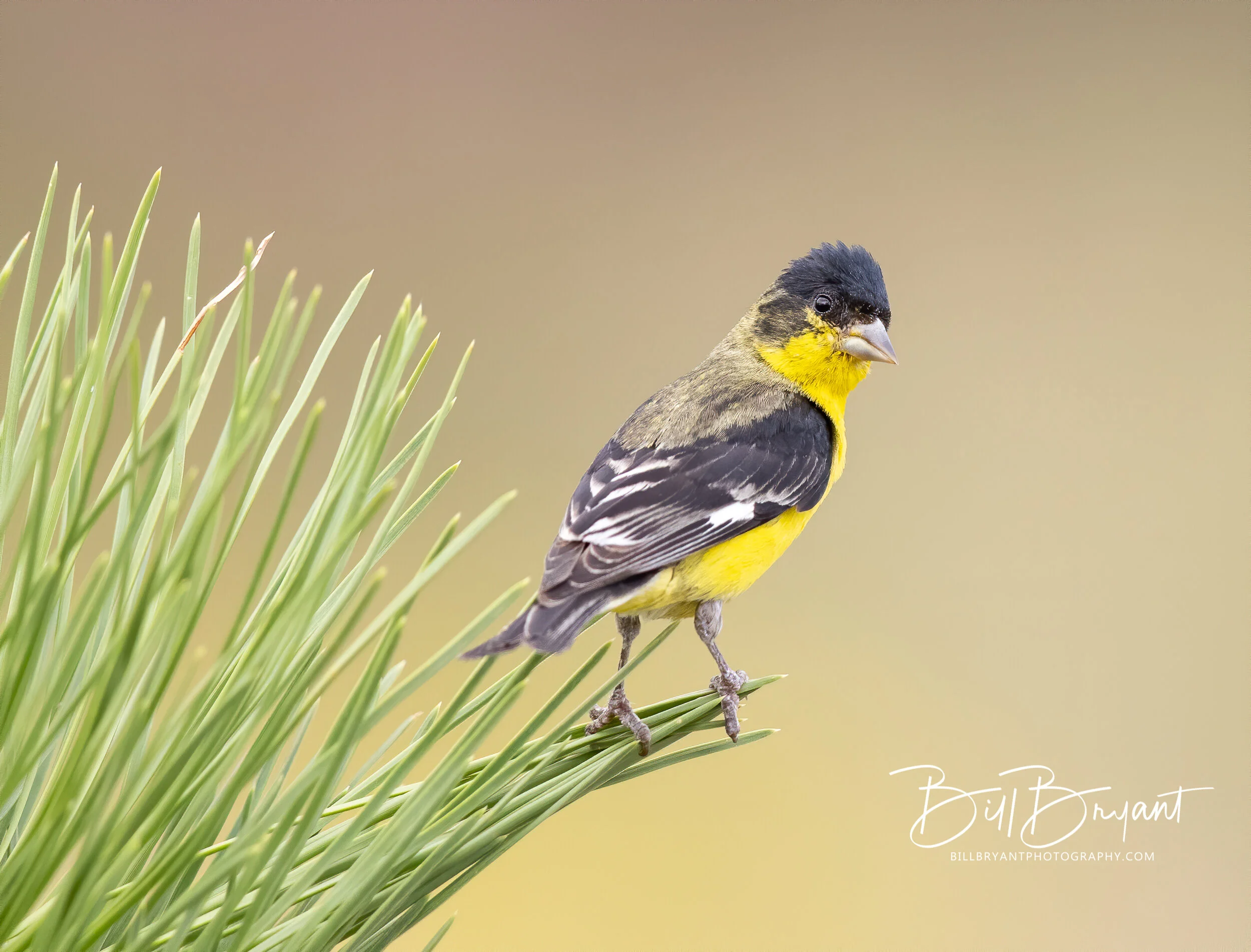 Lesser Goldfinch on Pine