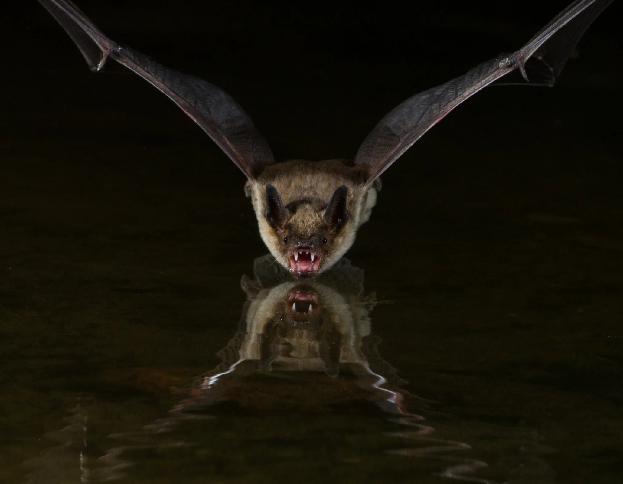 Mexican Bat
