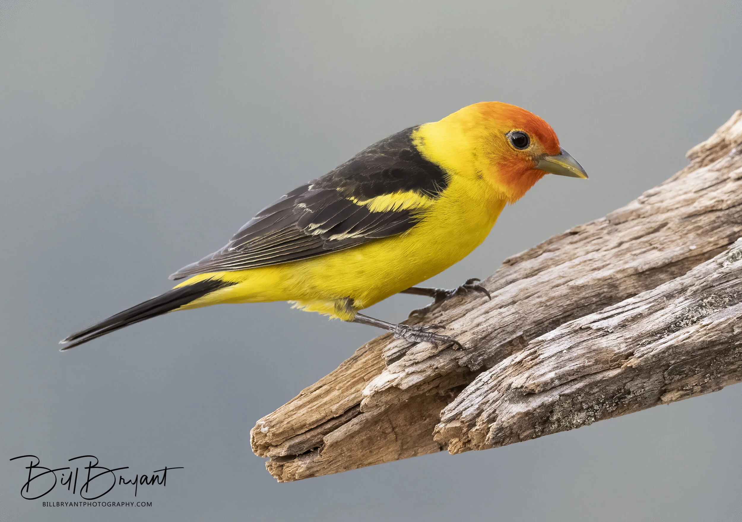 Western Tanager Male