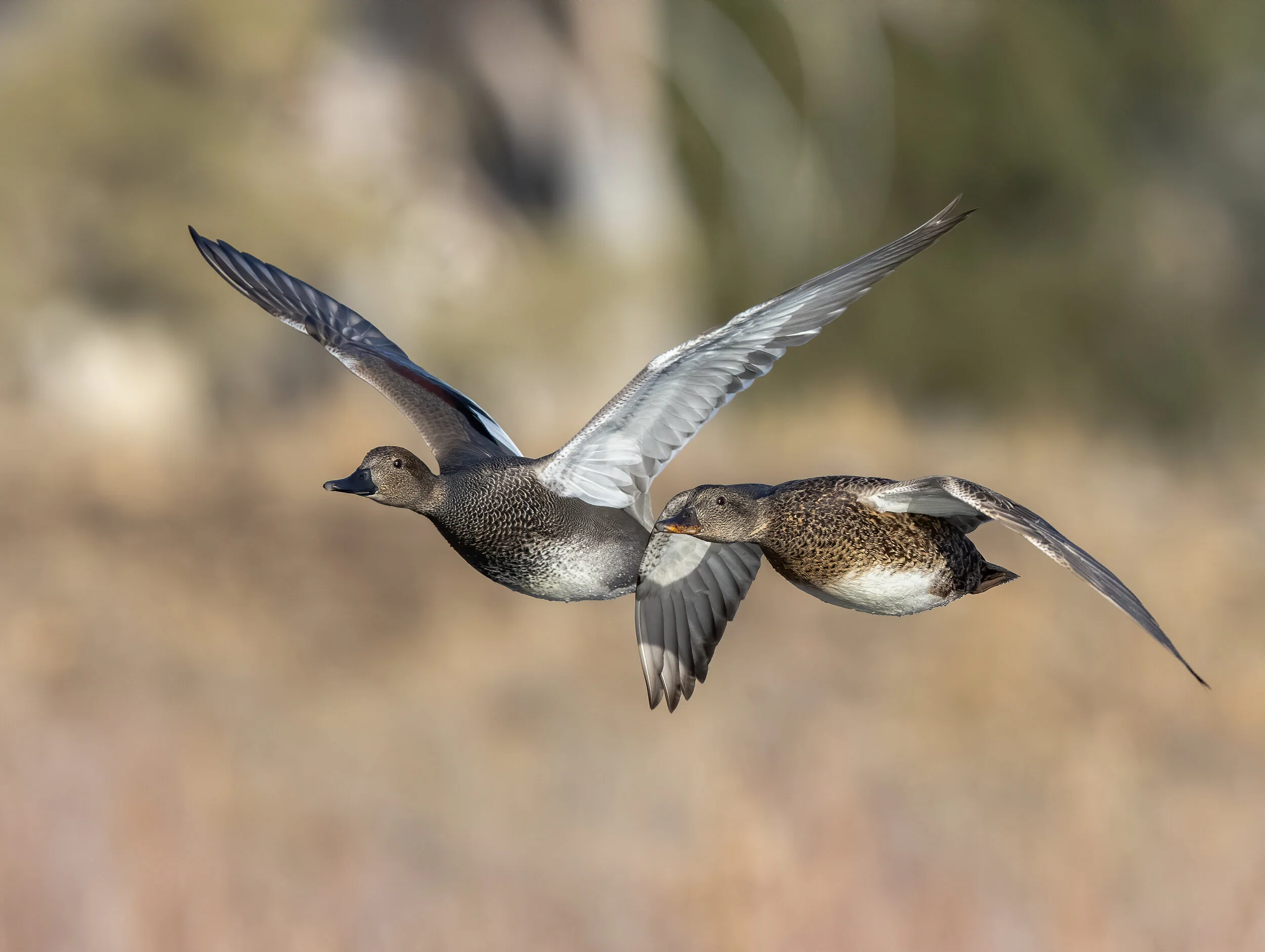 Gadwall Ducks in Flight