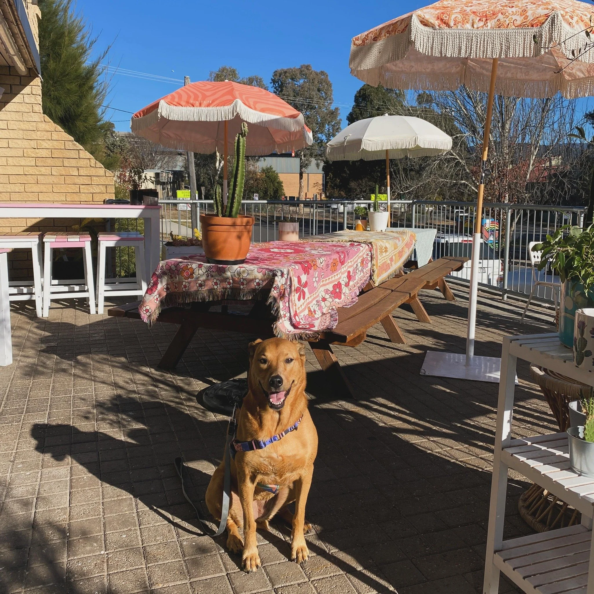 Best Tours and Activities in Jindabyne Sip the Snowies