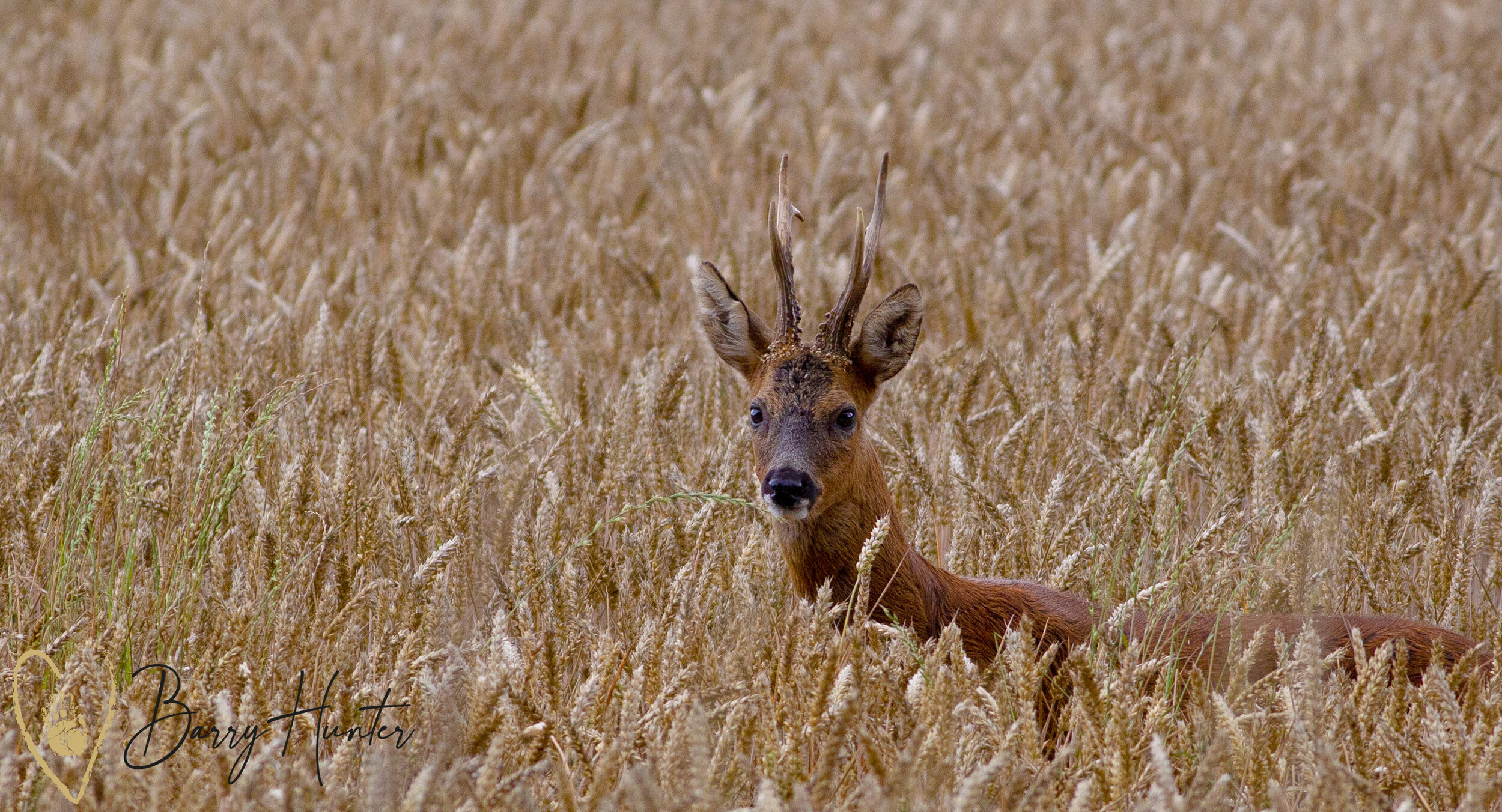Deer5.jpg