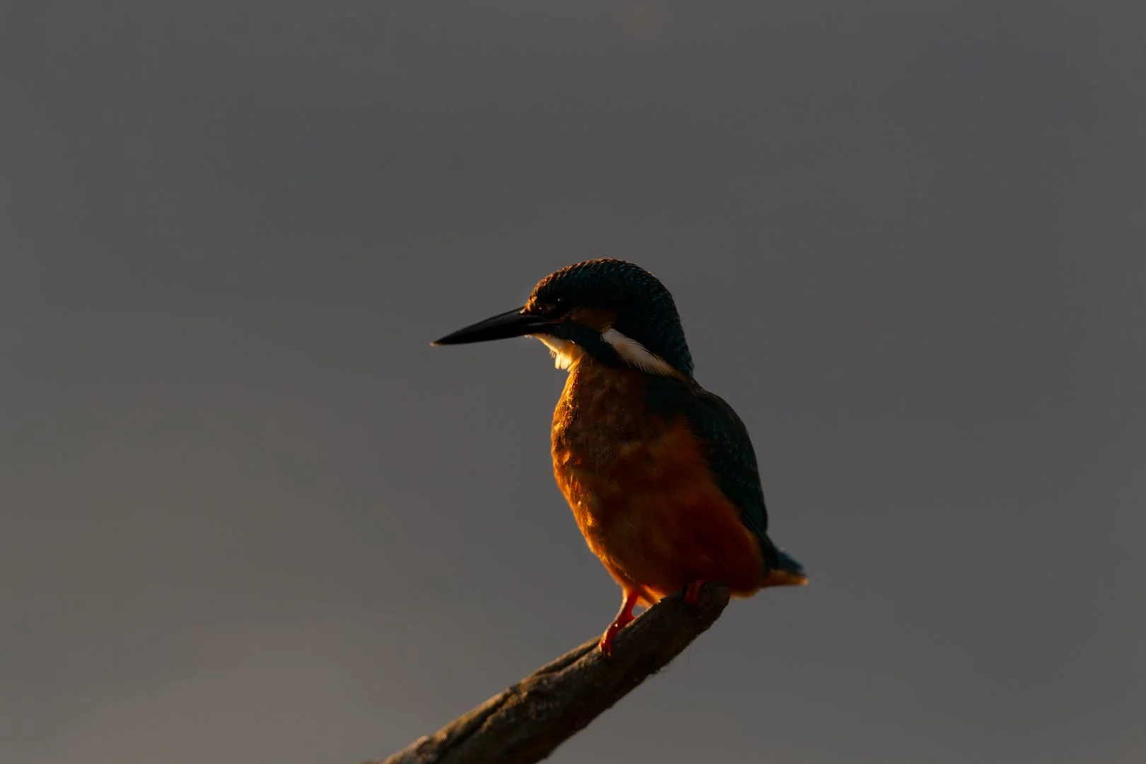 Kingfisher19resized.jpg