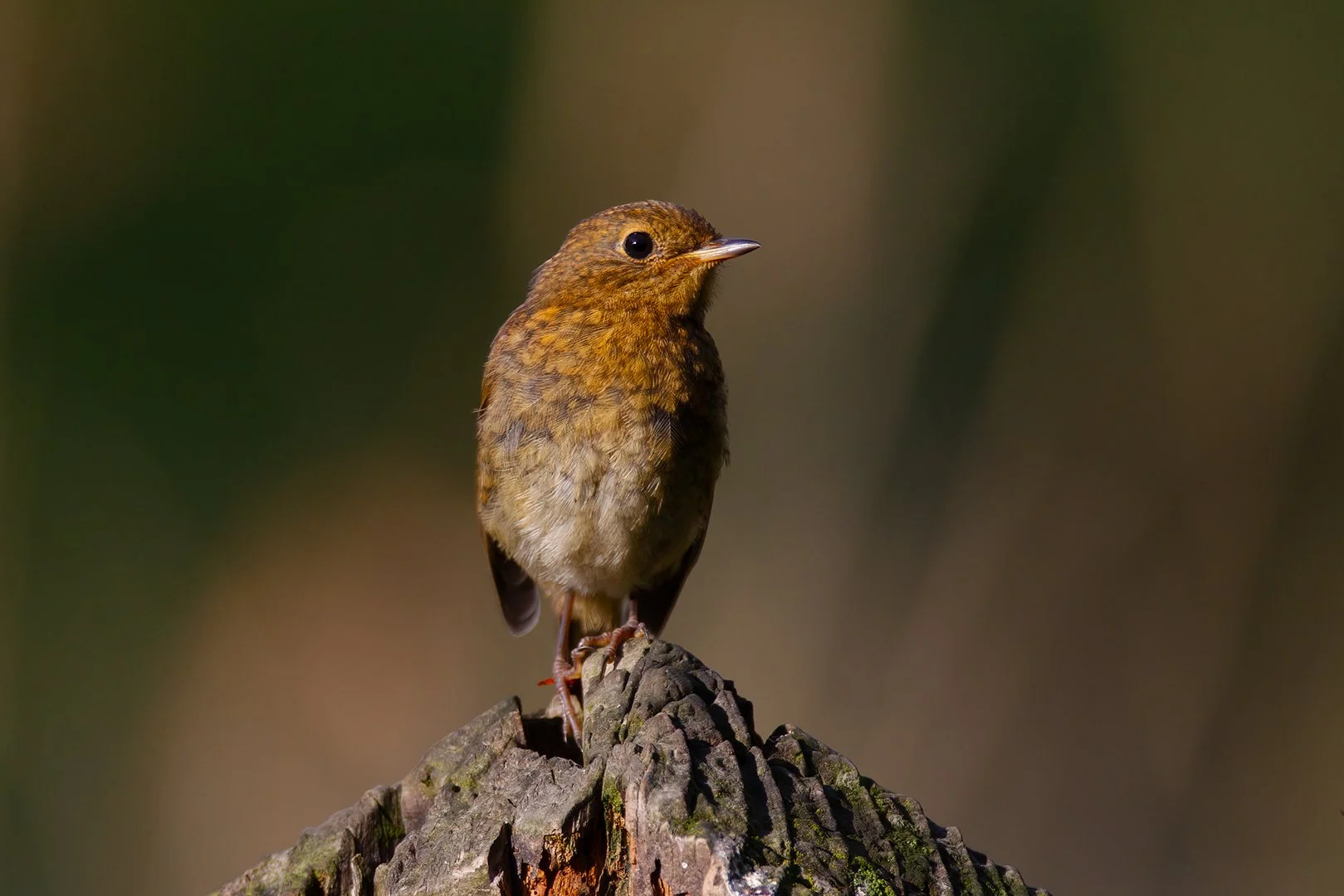 Robin2resized.jpg