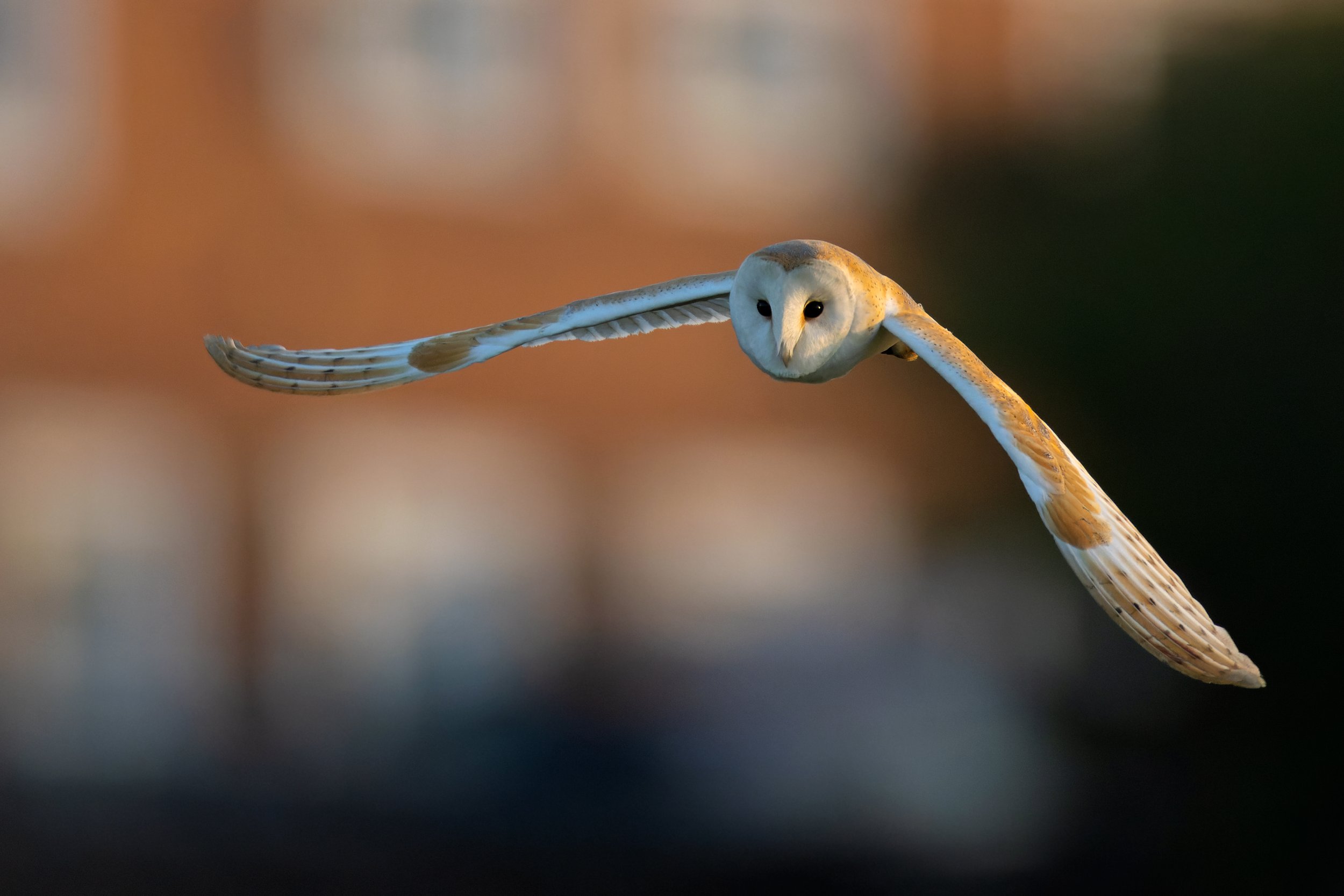 Barn Owl