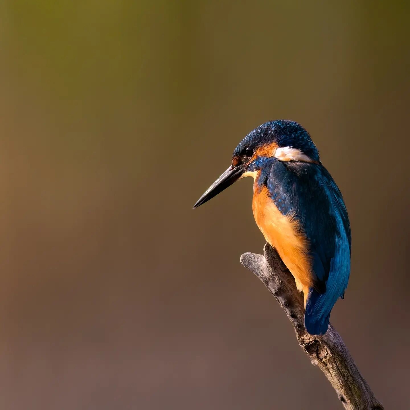 Coronation day means one thing.. 

A Kingfisher post! 

Taken last year, this is from a set of images I took where everything came together. Beautiful golden light, kingfisher landed exactly where I wanted, and I had the camera set up correctly! 

Ca